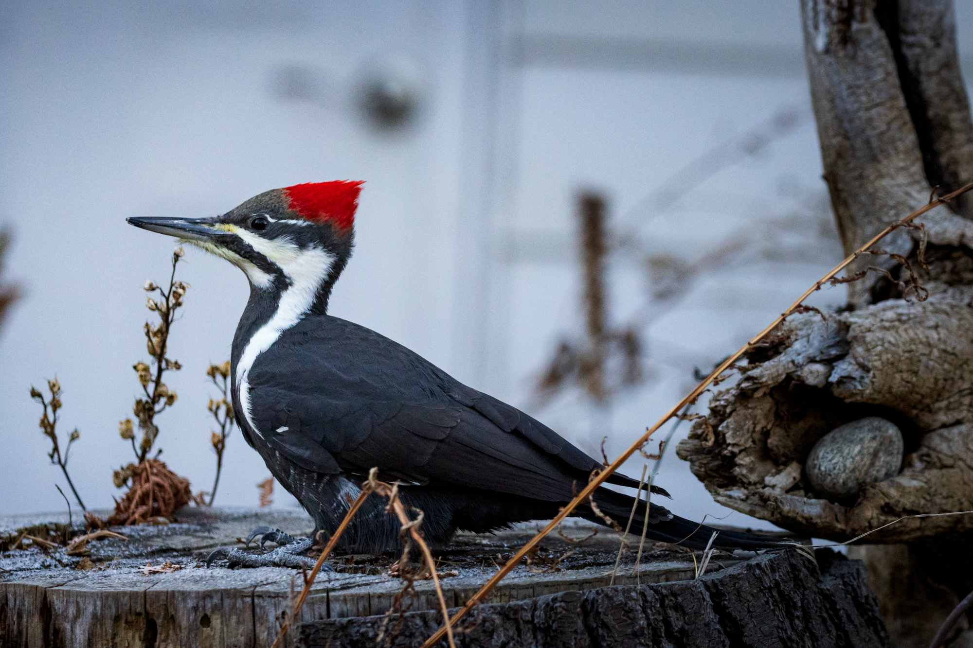 Pileated Woodpecker on large wooden tree stump