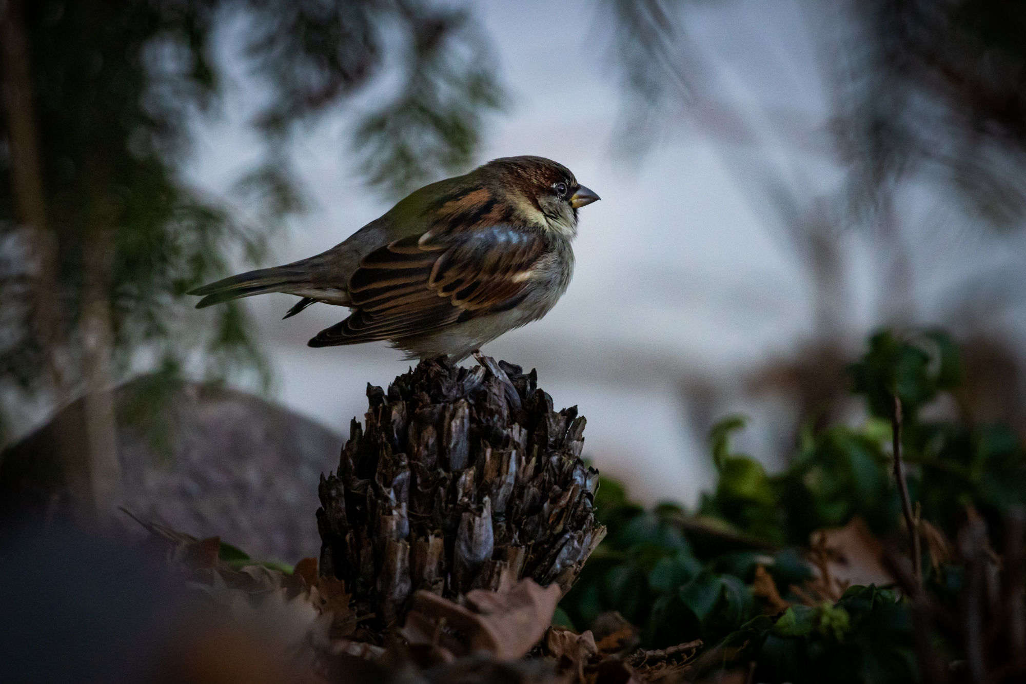 House Sparrow perched on fern crown