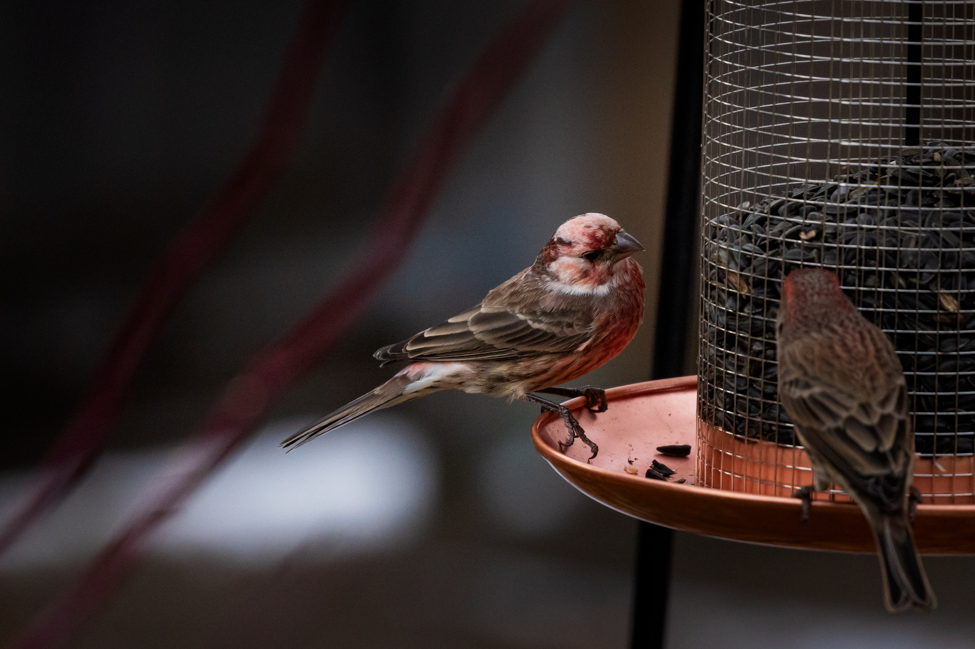 Leucistic House Finch sits at bird feeder