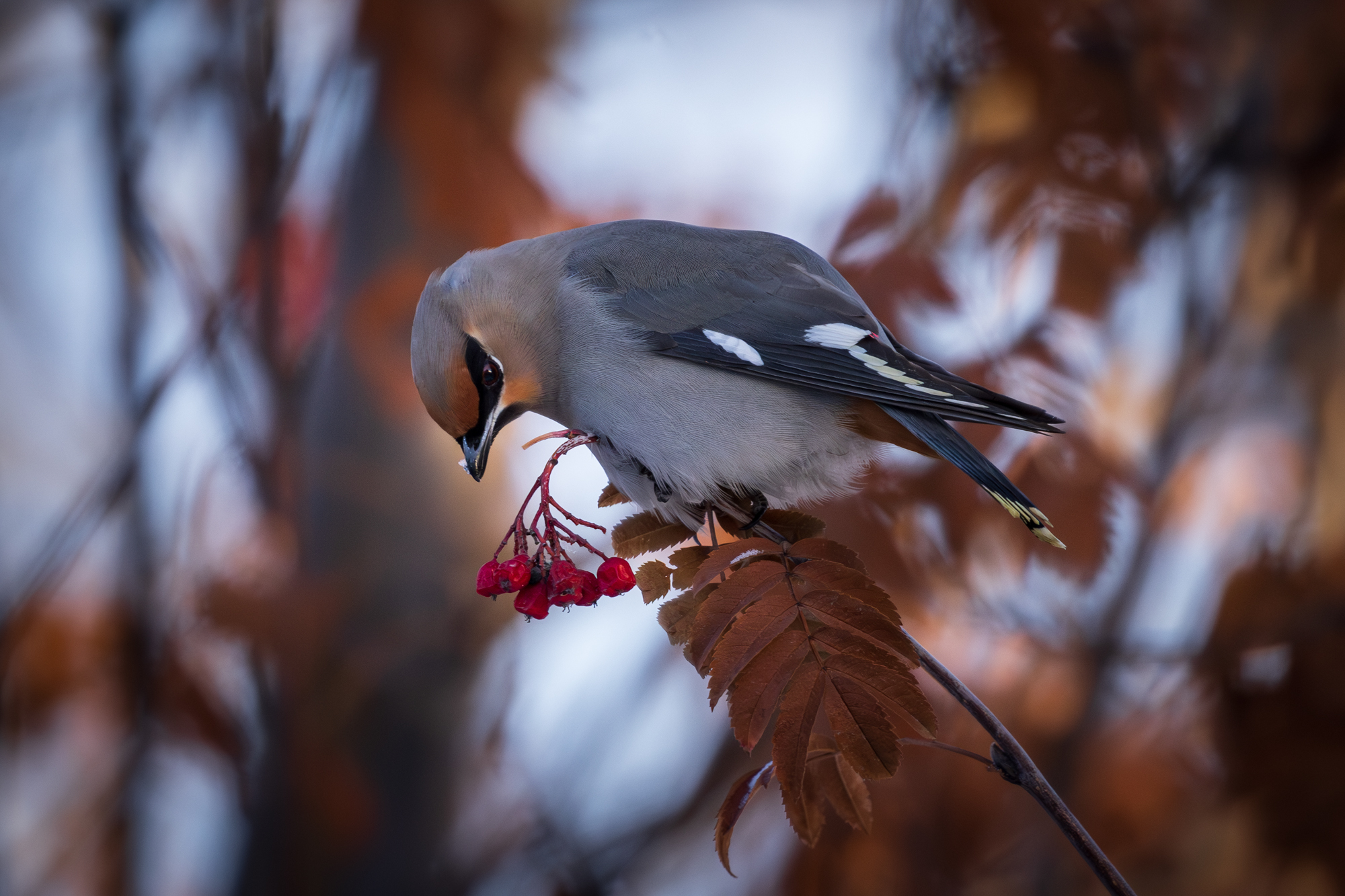 Bohemian Waxwing perched on mountain ash tree looking at berries