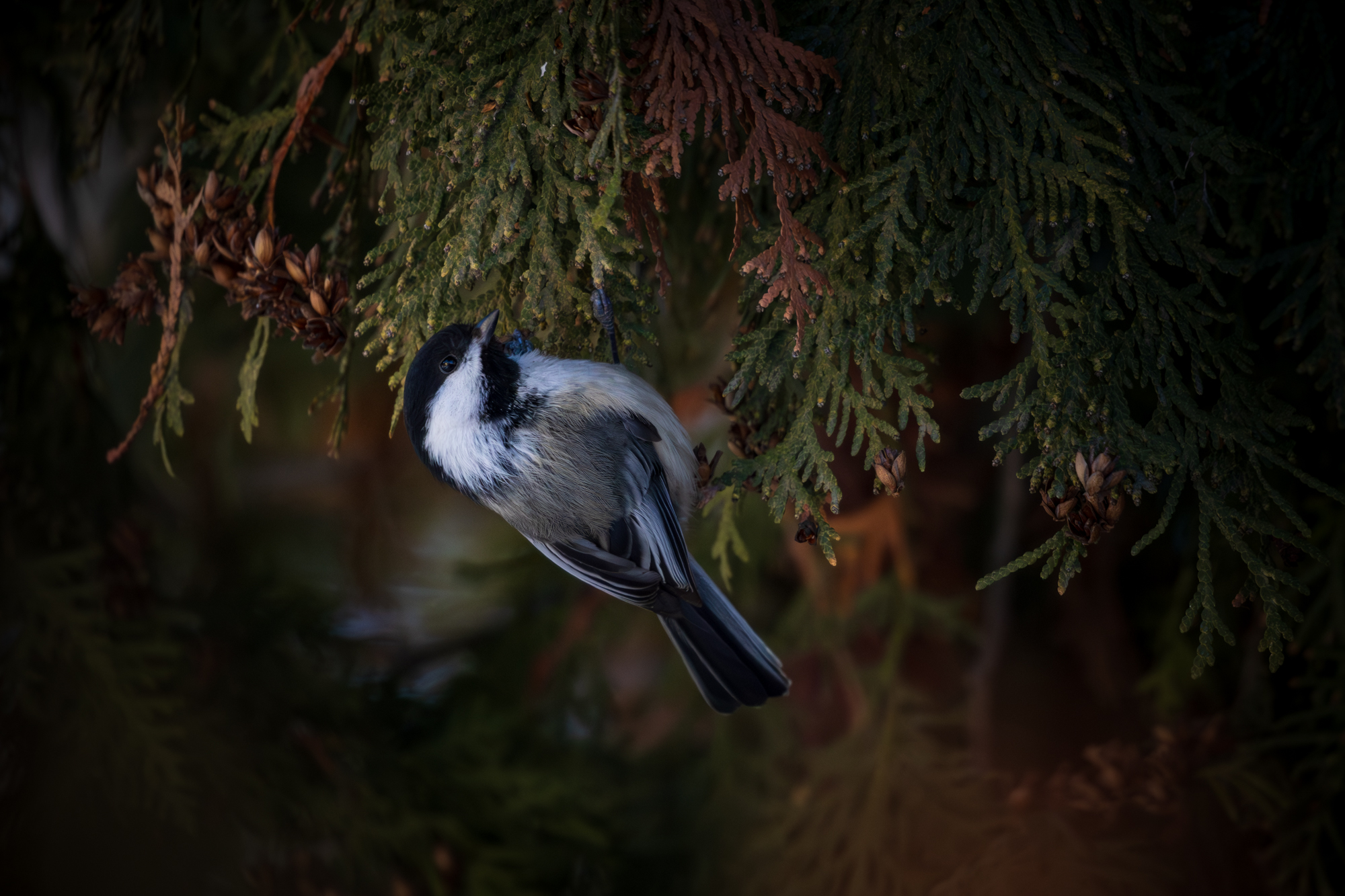 Black-capped Chickadee hanging onto branches of cedar tree