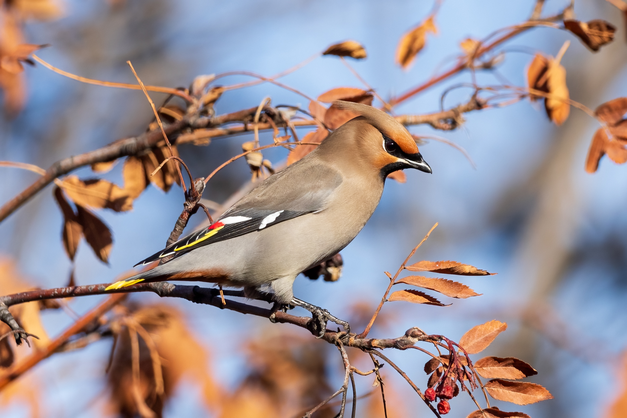 Bohemian Waxwing perched on mountain ash tree