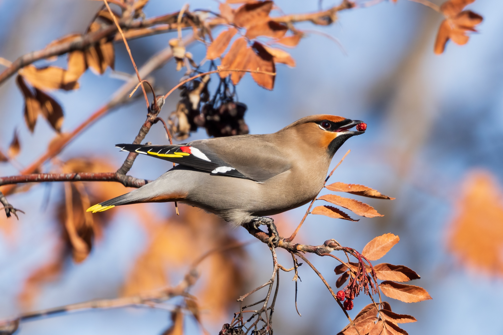 Bohemian Waxwing perched on mountain ash tree with berry in beak
