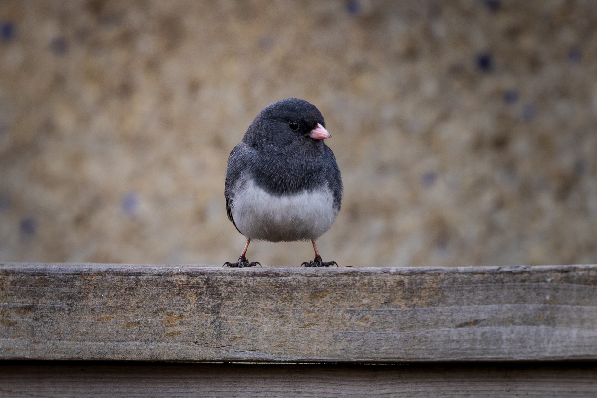Dark-eyed Junco on wooden fence