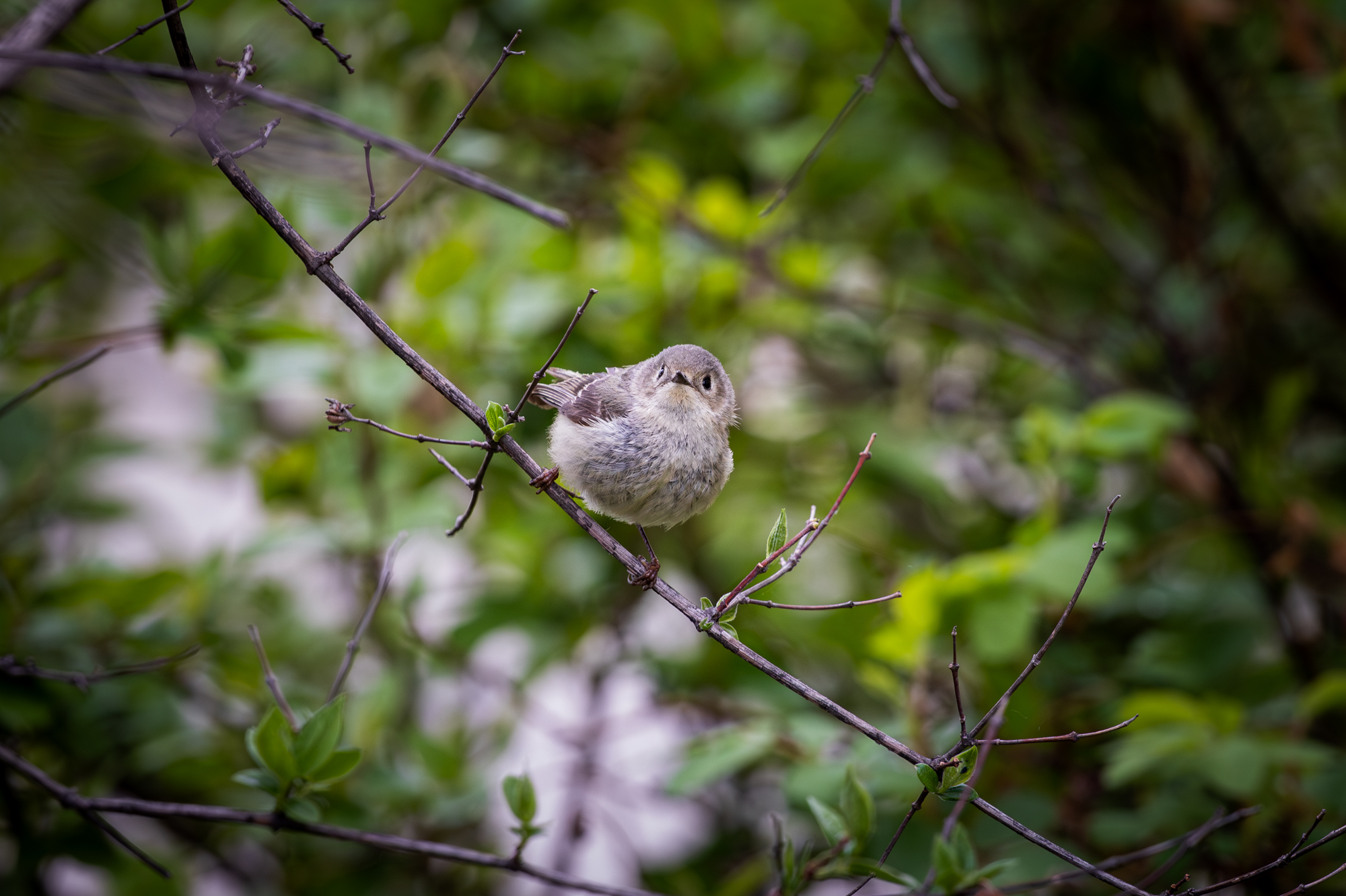 Ruby-crowned Kinglet facing camera, perched on branch with green foliage in background