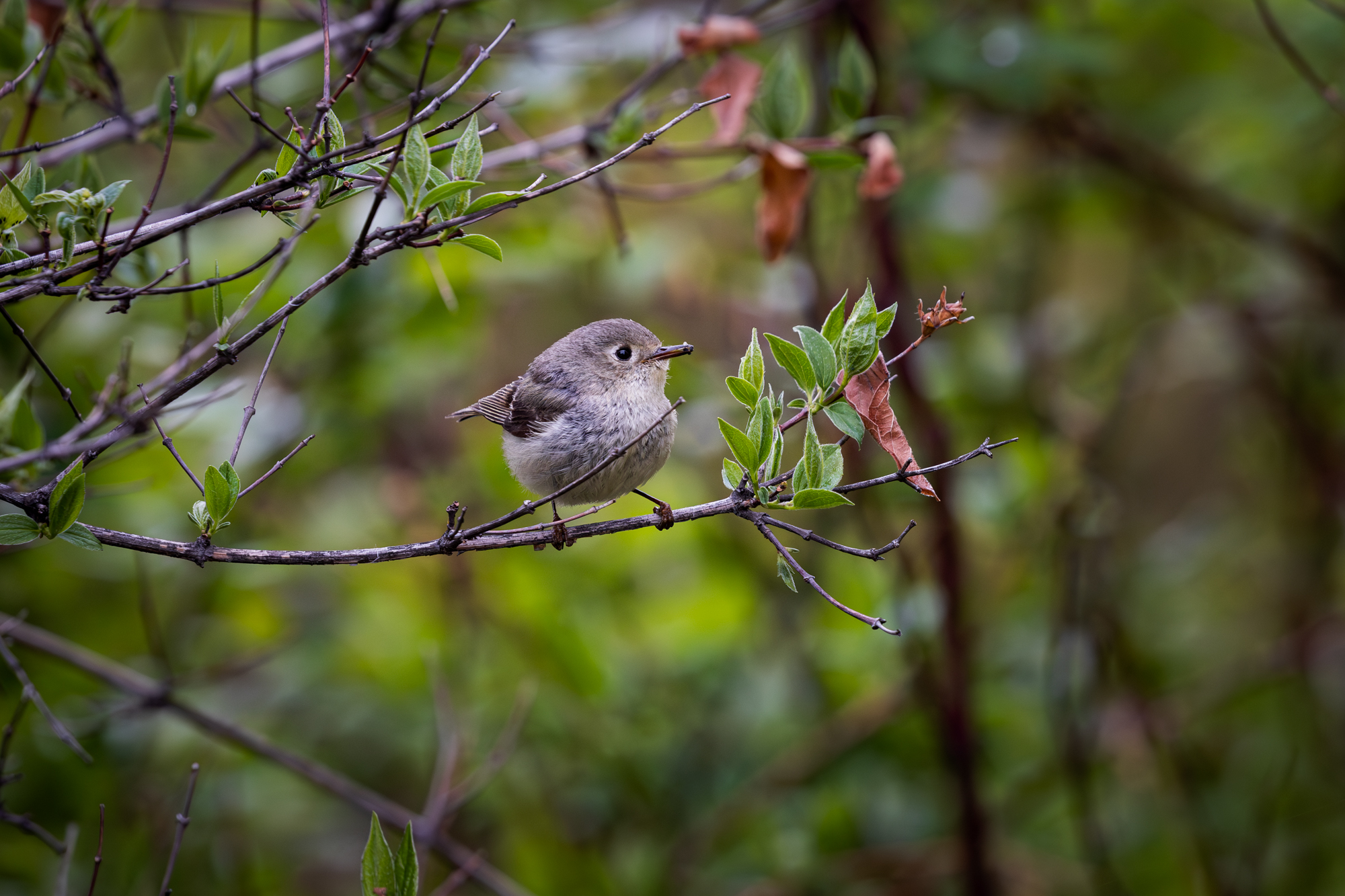 Ruby-crowned Kinglet perched on branch with green foliage in background