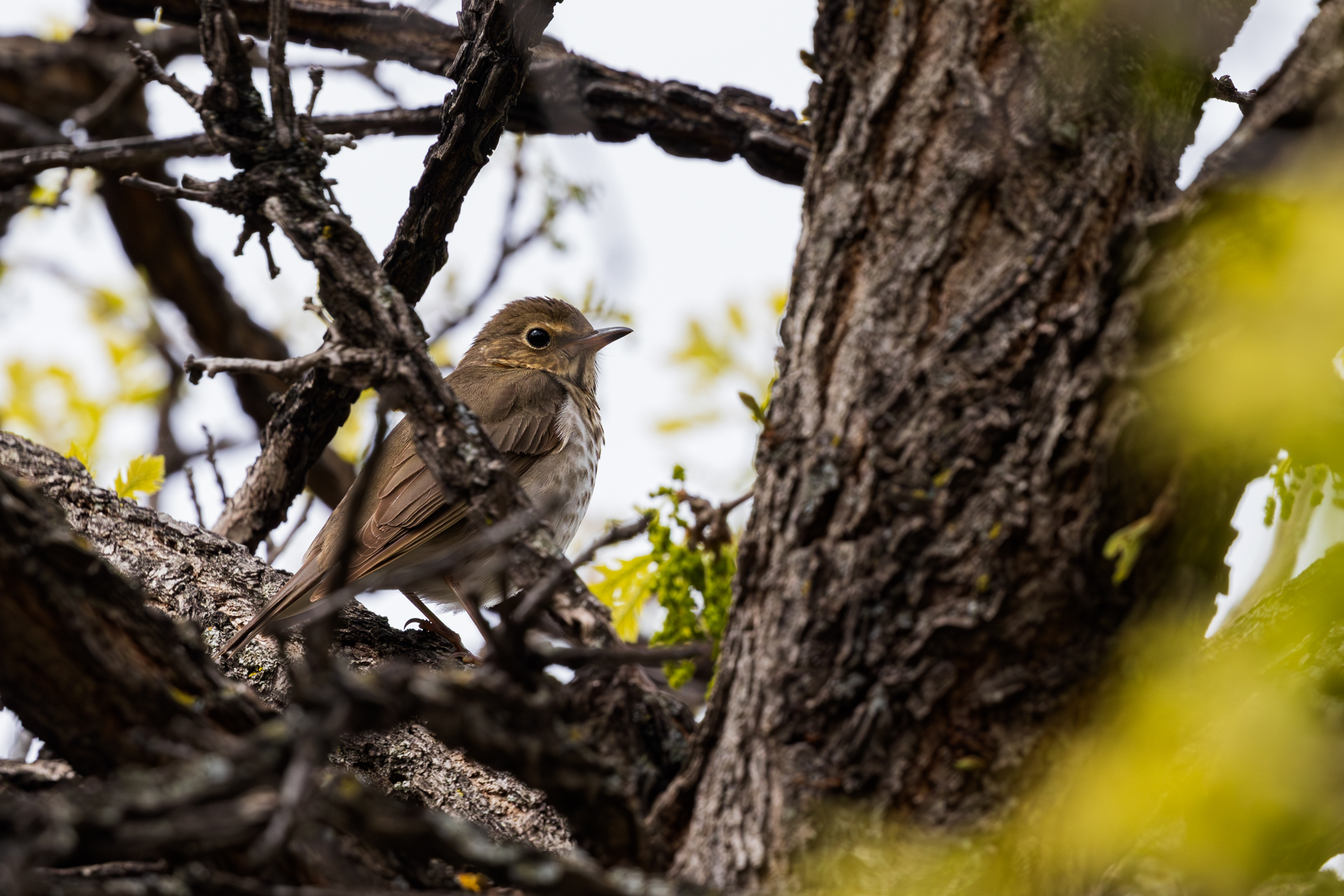 Hermit Thrush in oak tree