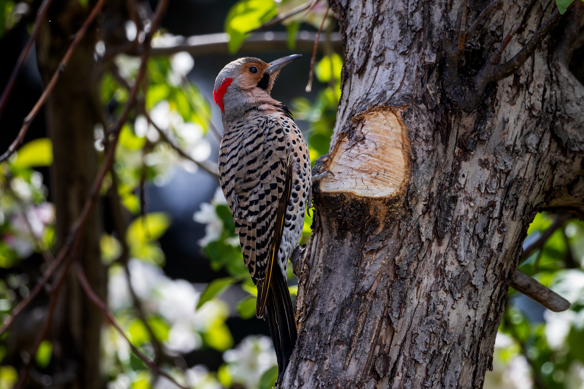 Northern Flicker on apple tree