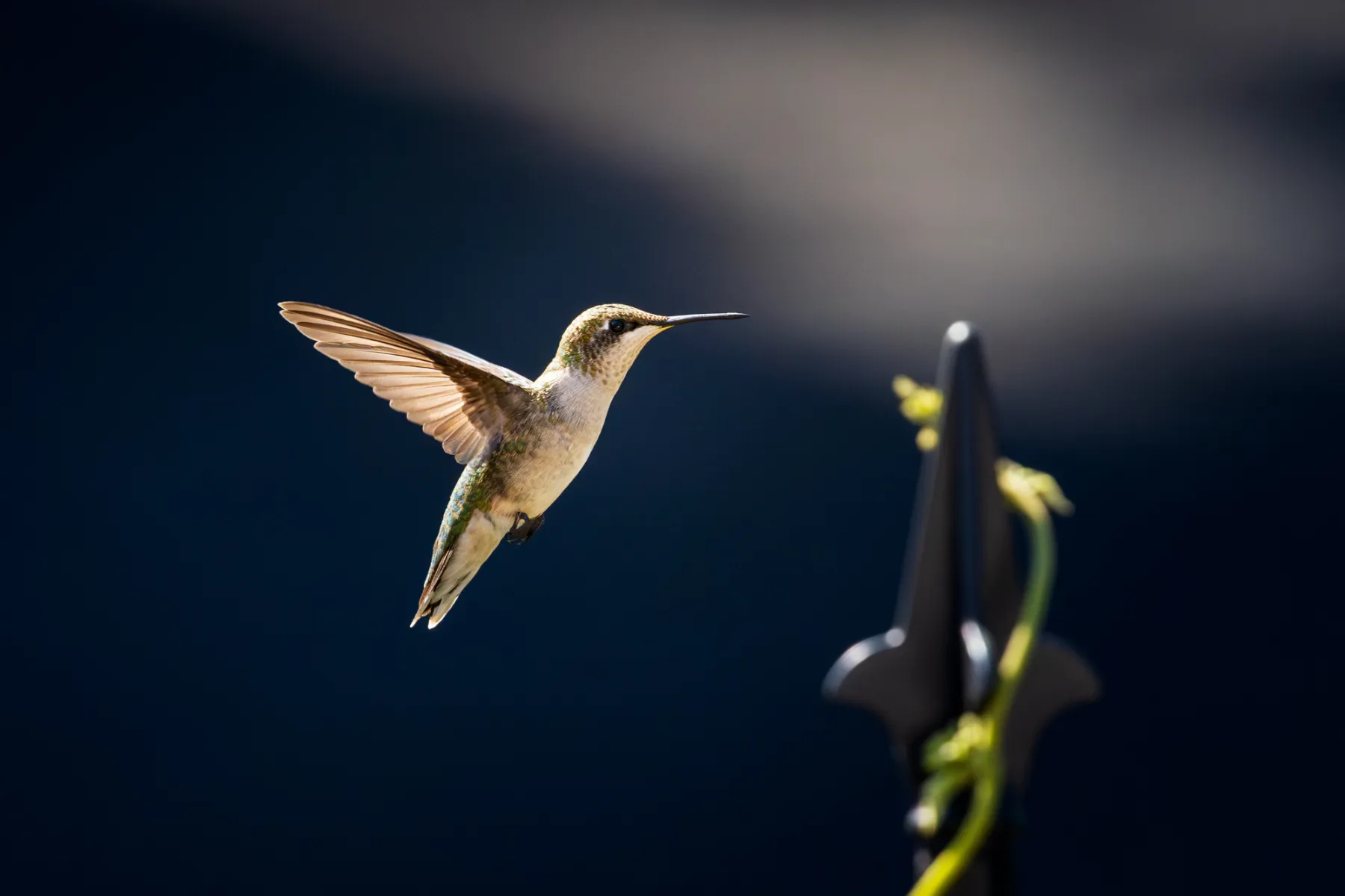 Male Ruby-throated Hummingbird. Edmonton, 2024