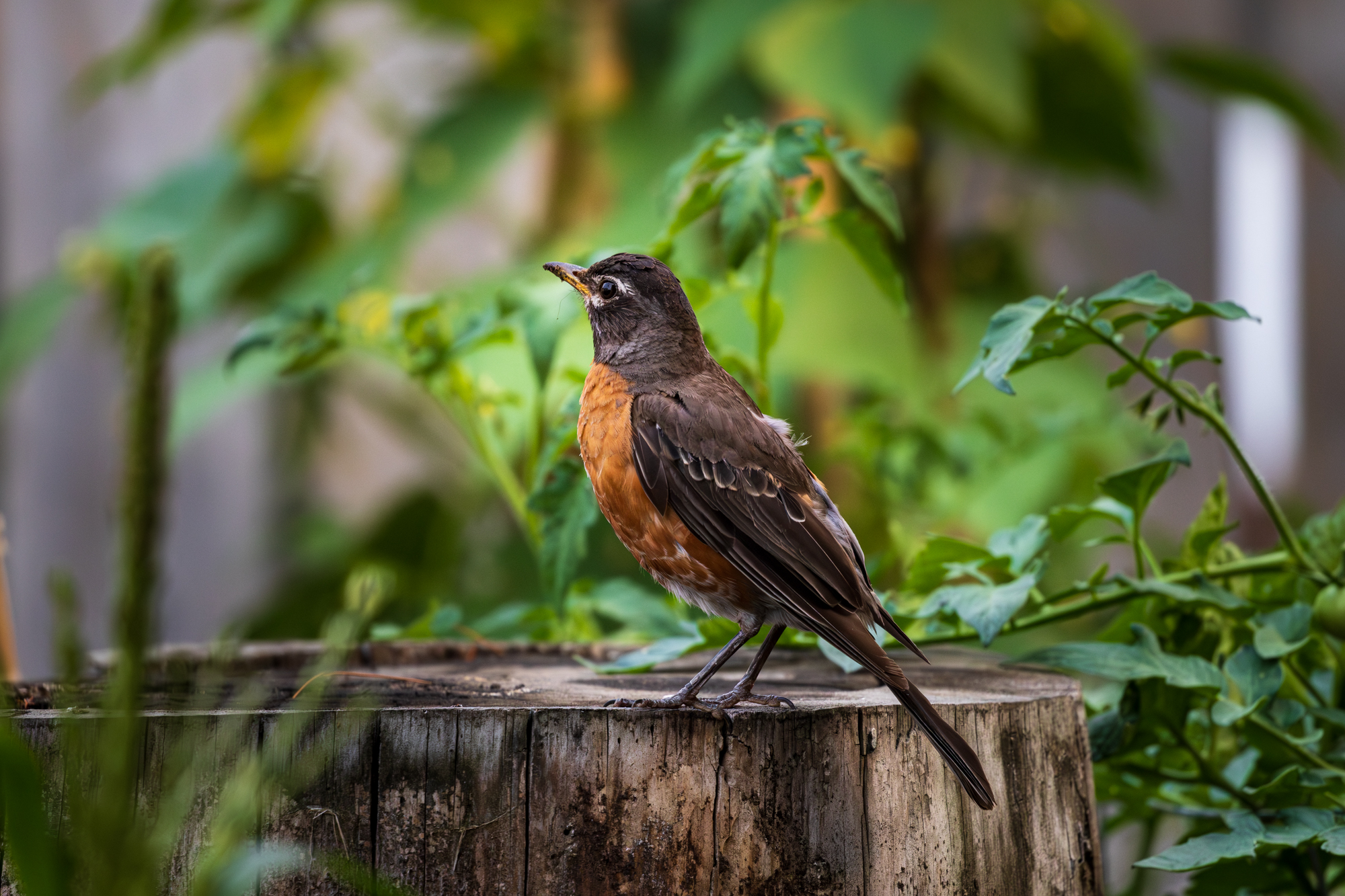 American Robin perched on large wooden stump in garden. Green foliage from corn and tomatoes seen