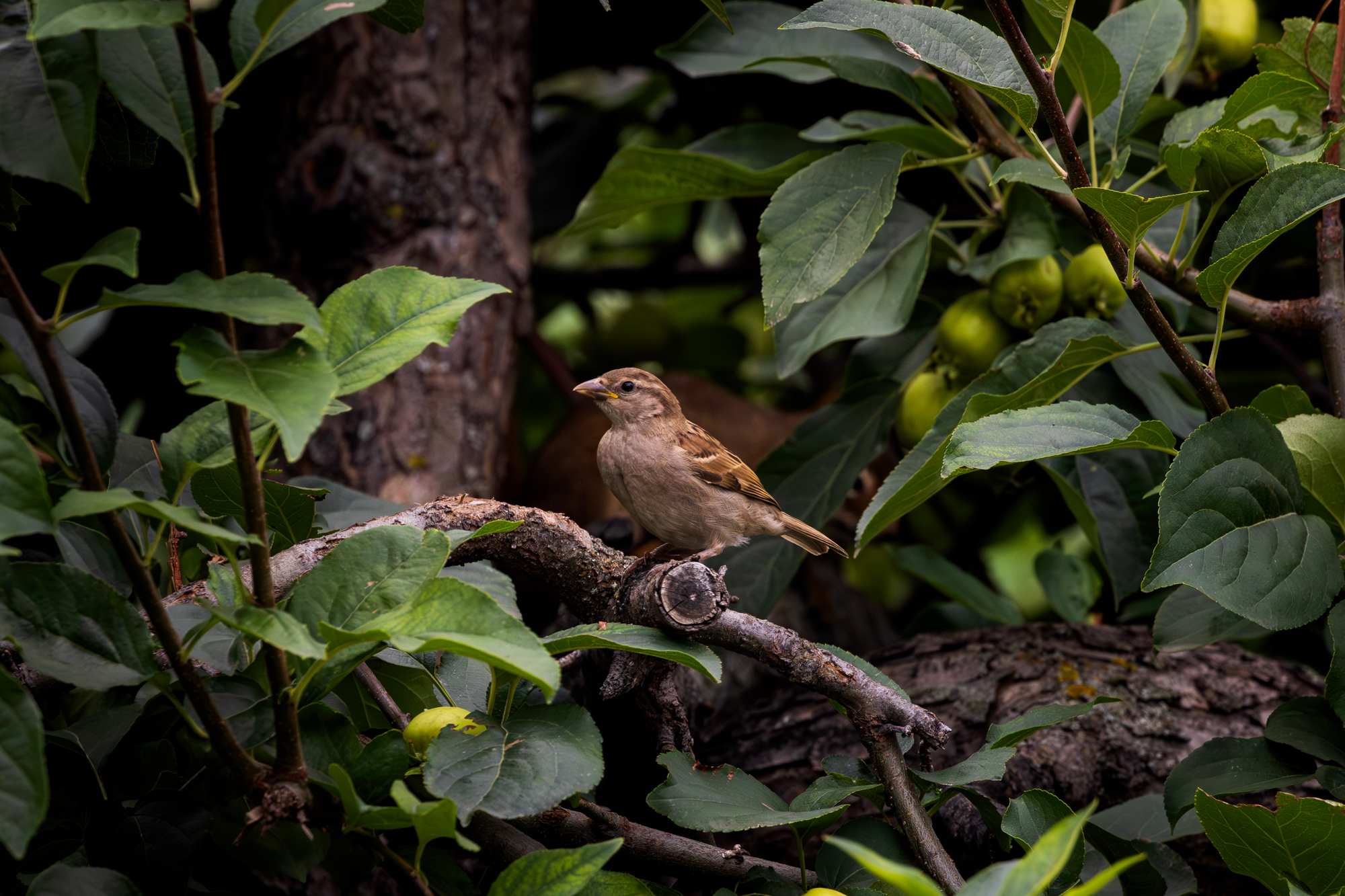 House Sparrow perched in apple tree