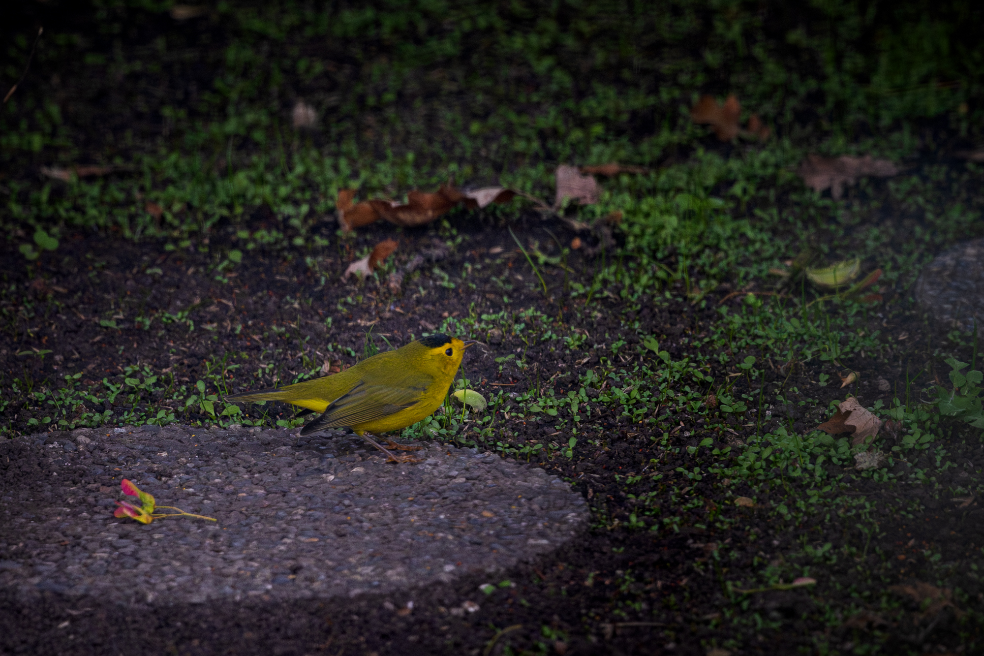 Wilson's Warbler on stepping stone