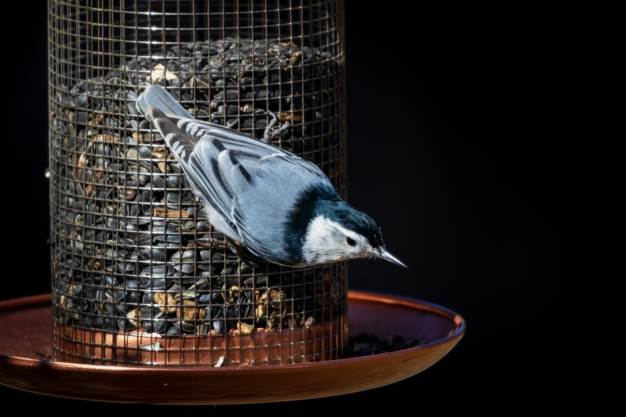 White-Breasted Nuthatch on bird feeder