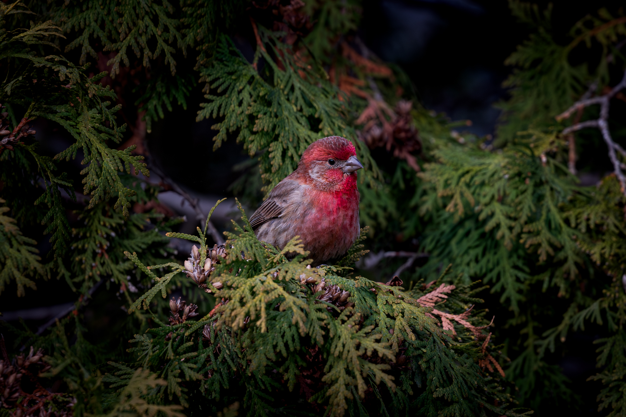 House Finch sitting on branches of Cedar Tree