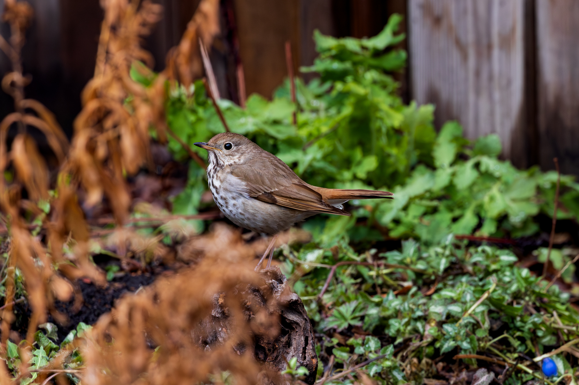 Hermit Thrush among green foliage