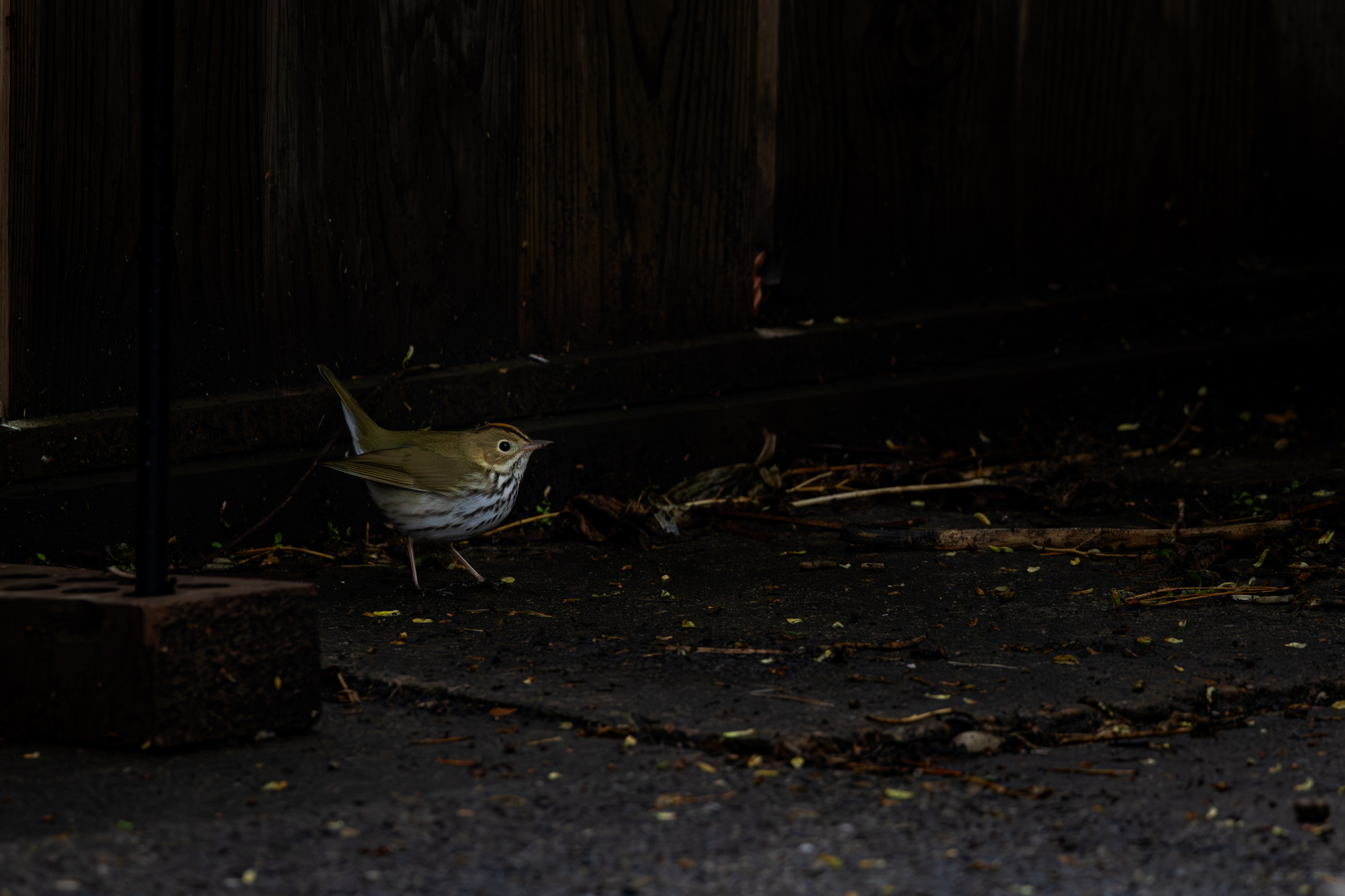Ovenbird on cement blocks in the shadows
