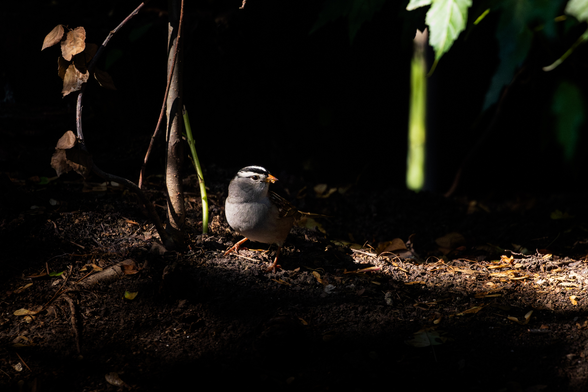 White-crowned Sparrow in soil amongst the shadows. Illuminated by daylight coming through fence