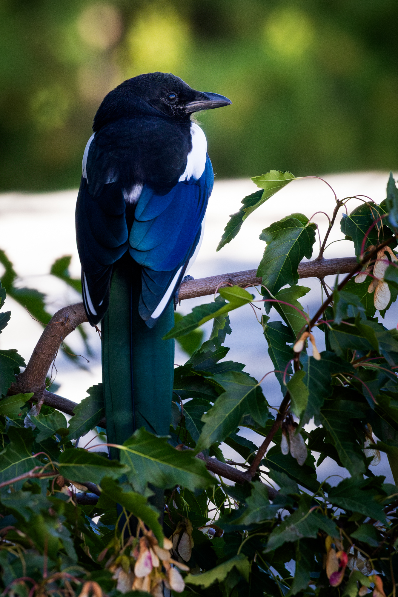 Black-billed Magpie perched on Maple Tree