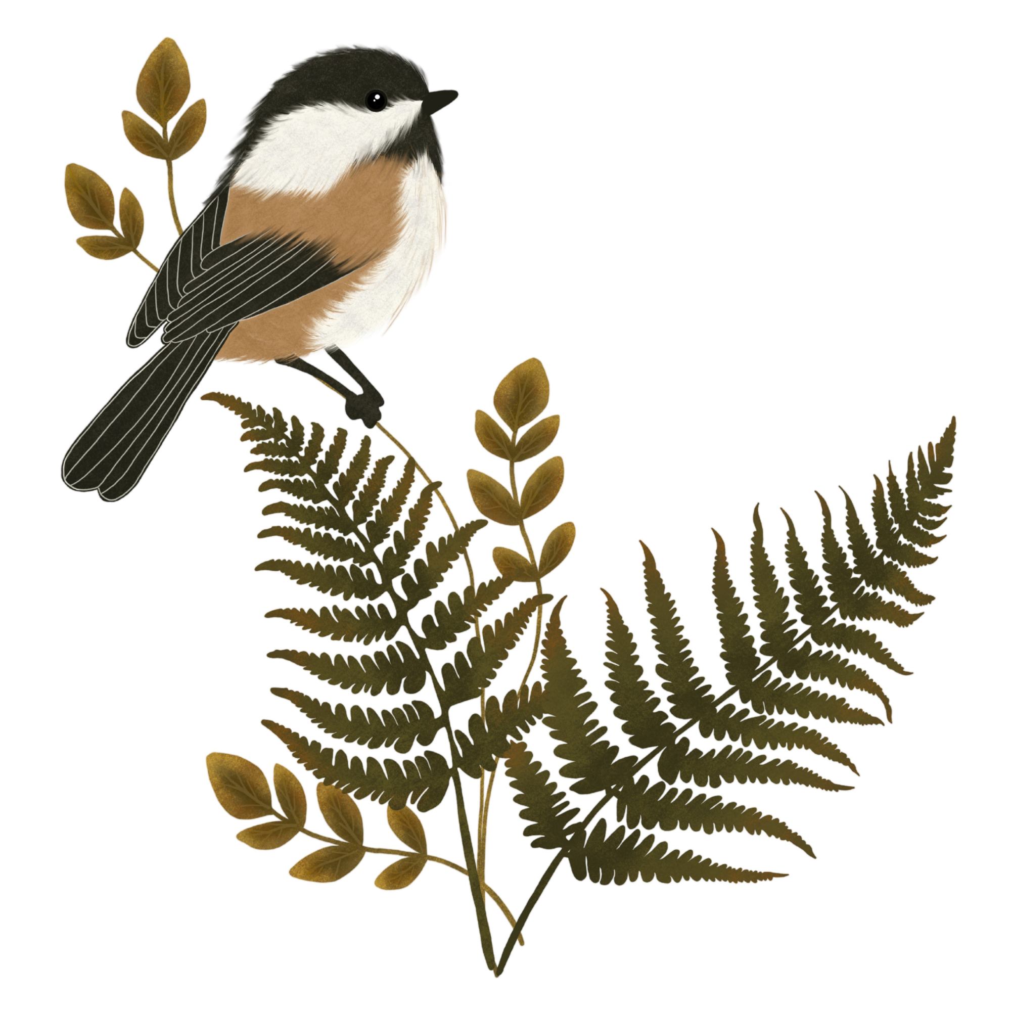 Home & Habitat Graphic. Black-capped Chickadee perched atop ferns