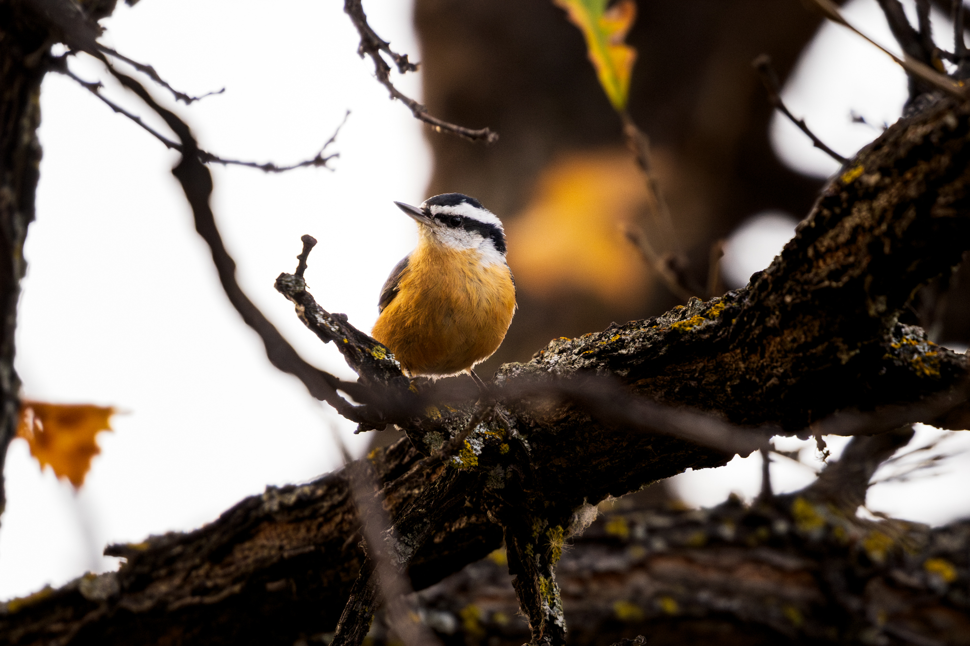 Red-Breasted Nuthatch on oak tree