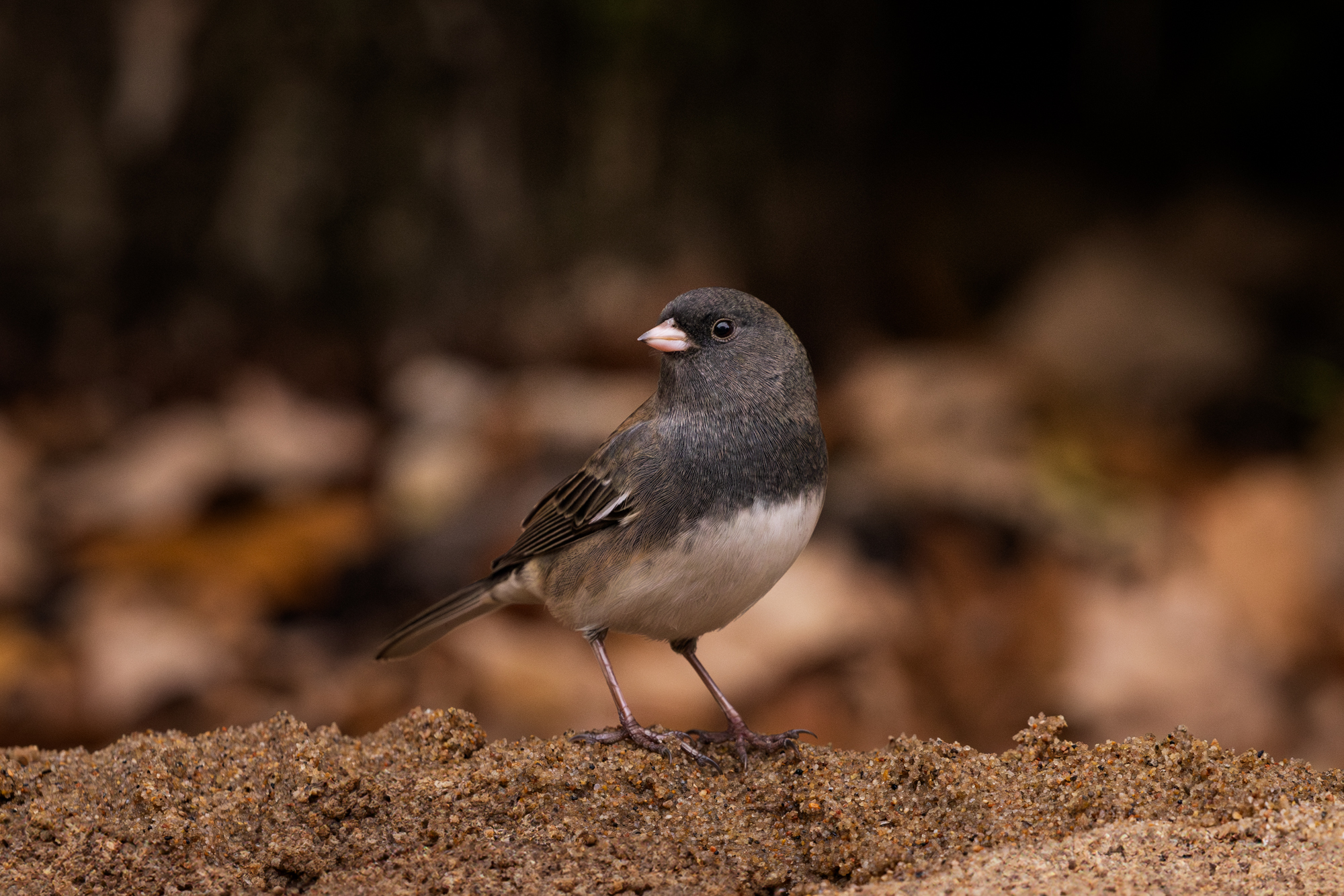 Dark-eyed Junco on sand