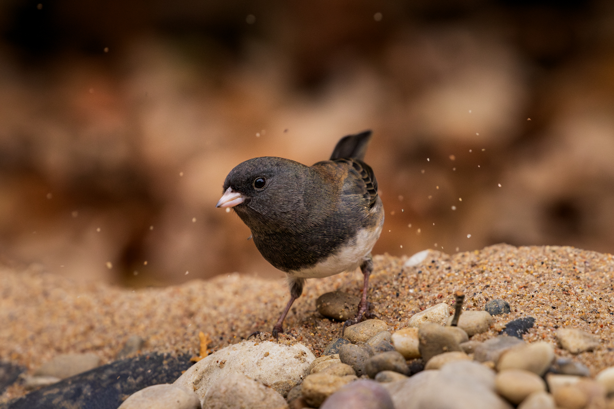 Dark-eyed Junco on sand alongside wildlife pond. sand grains are floating in the air