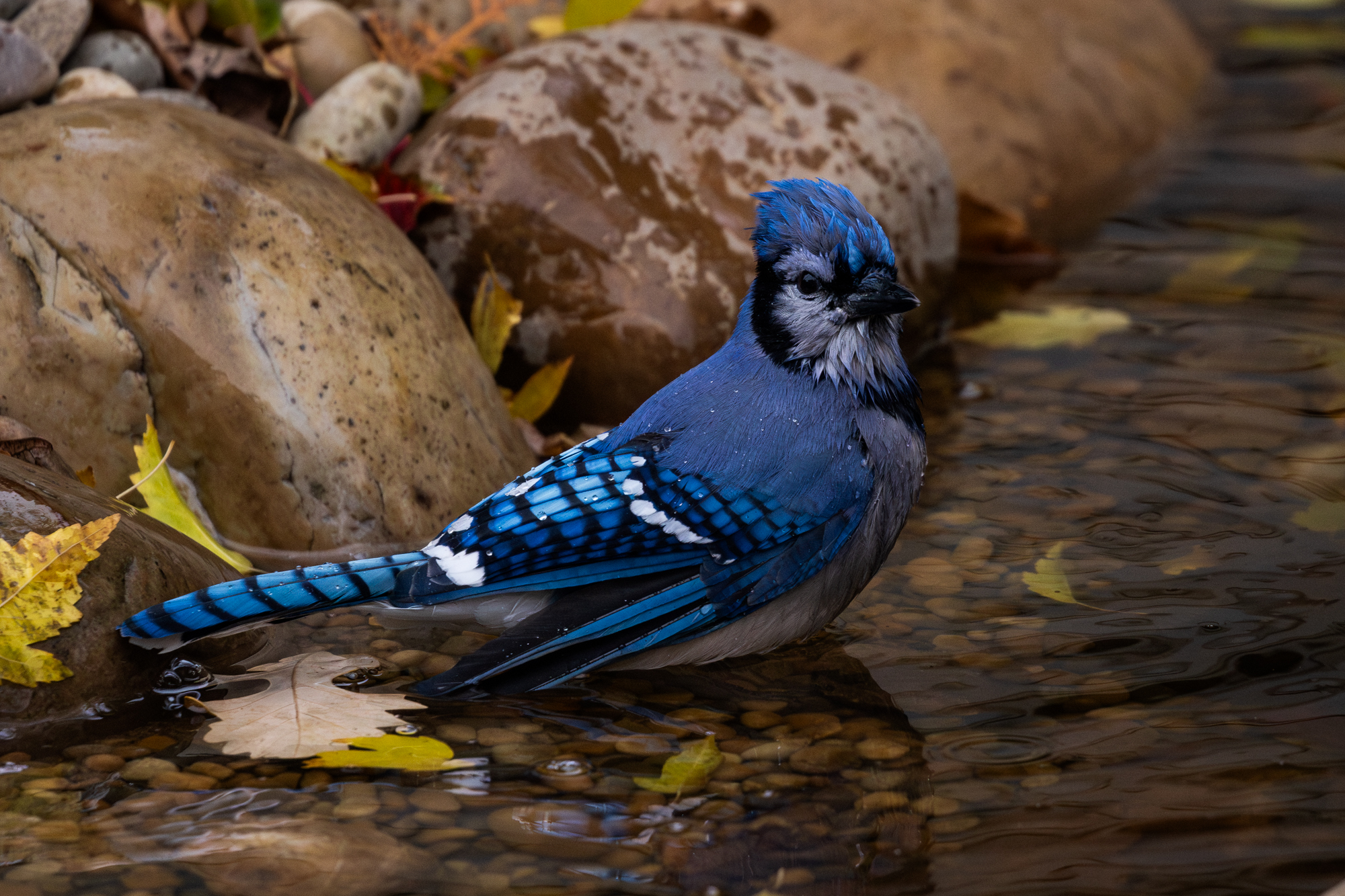 Blue Jay taking a bath in wildlife pond