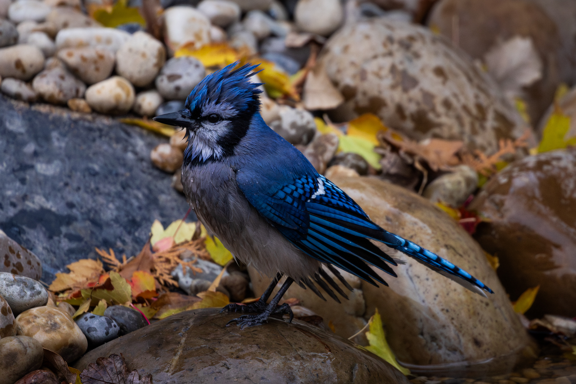 Blue Jay on rock after taking a bath in wildlife pond