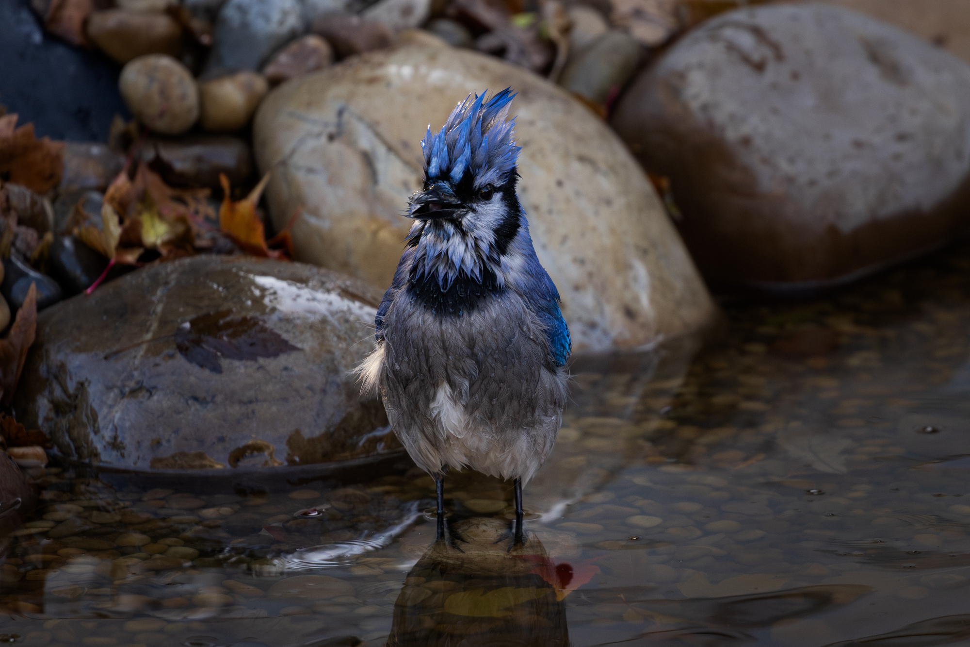 Blue Jay facing camera taking a bath in wildlife pond
