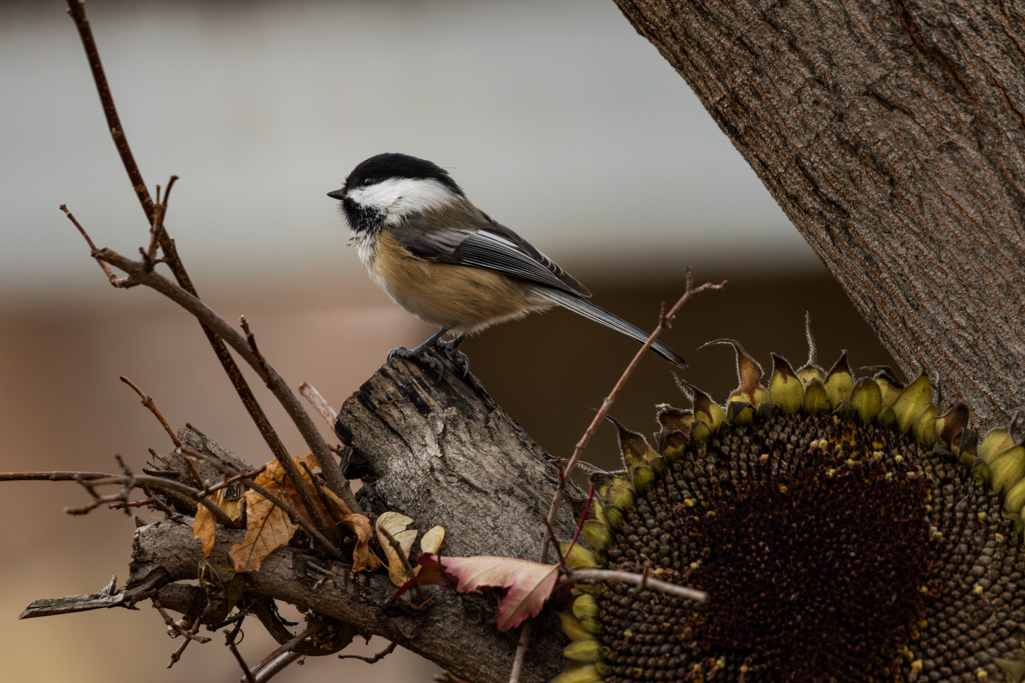 Black-capped Chickadee perched on Maple tree