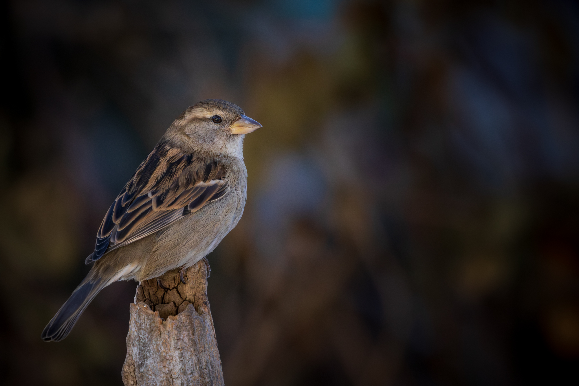 House Sparrow perched on old stick