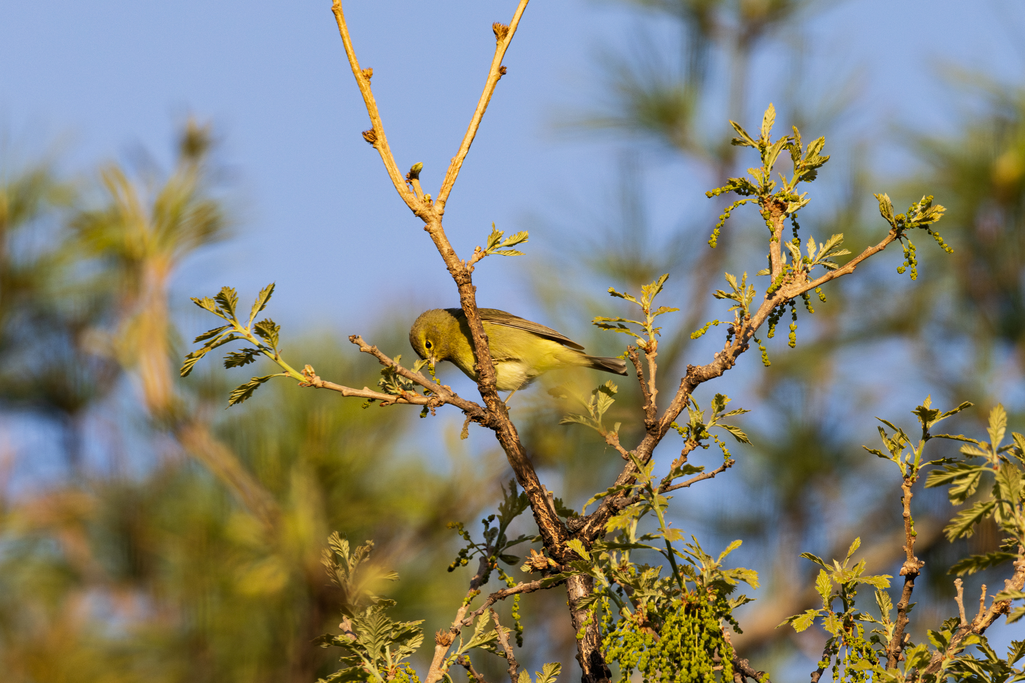 Orange-crowned Warbler perched on an oak tree eating