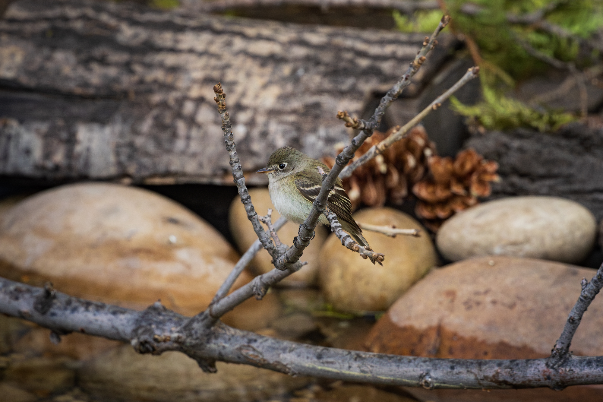 Least Flycatcher on branch across wildlife pond