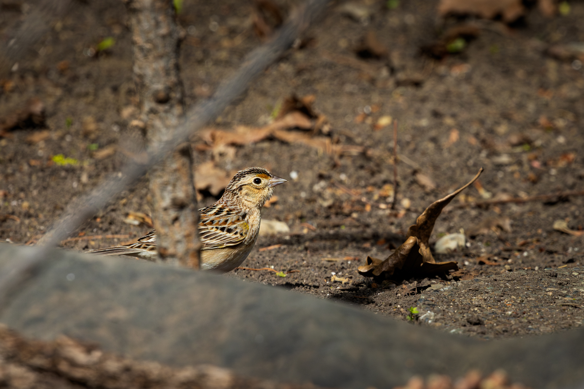 Grasshopper Sparrow on soil