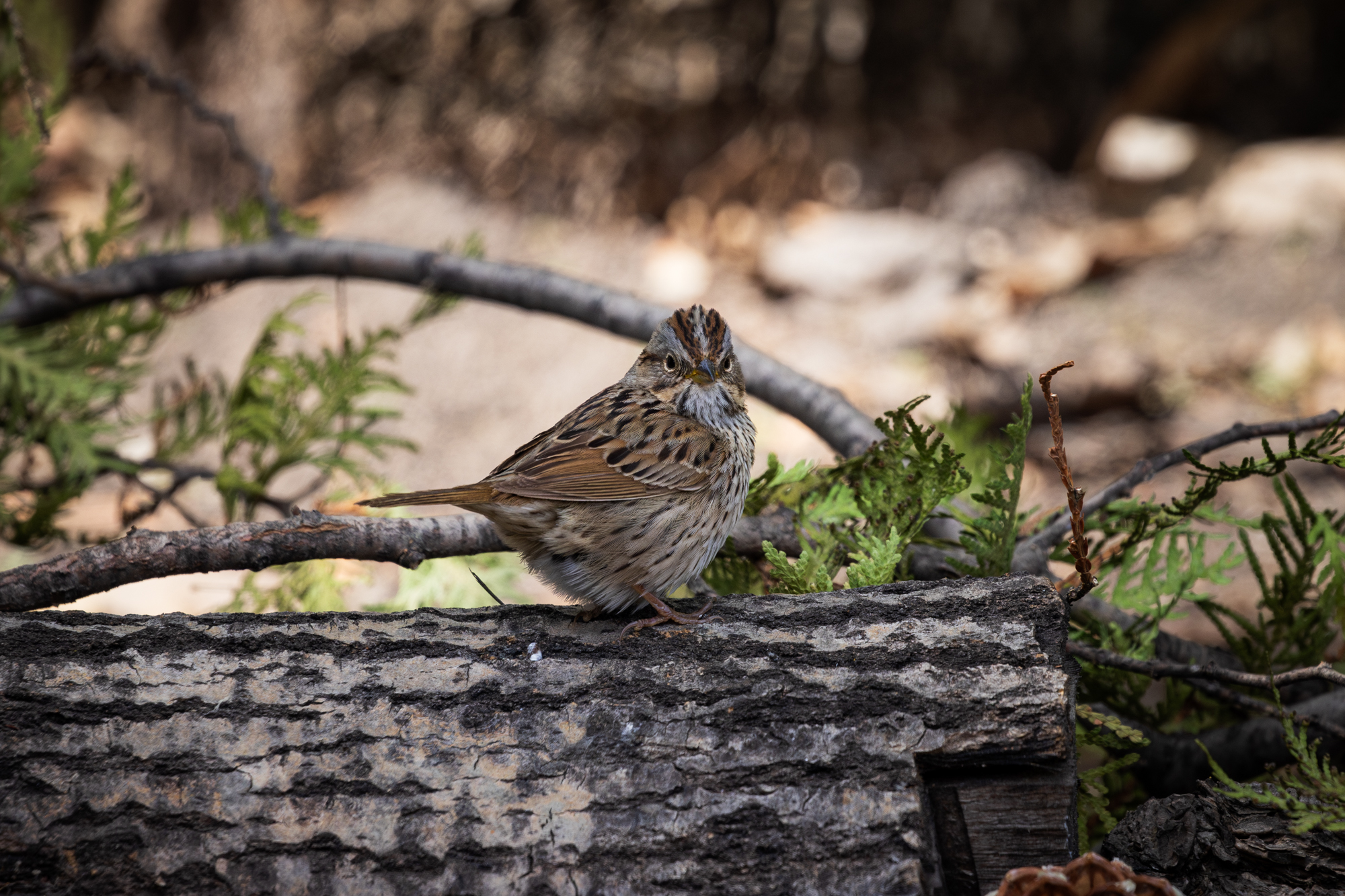 Lincoln's Sparrow on log near pond