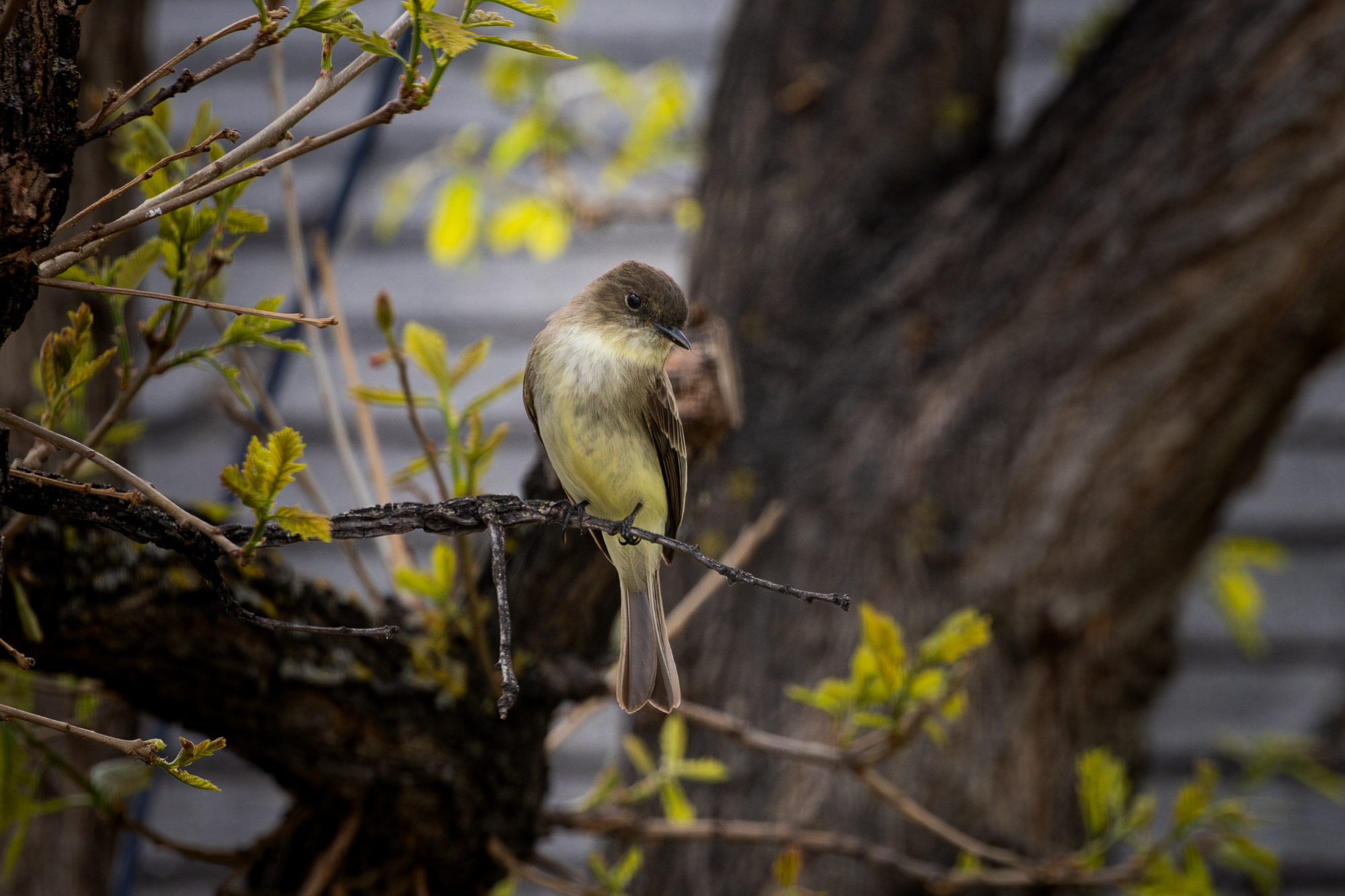 Eastern Phoebe perched on oak tree