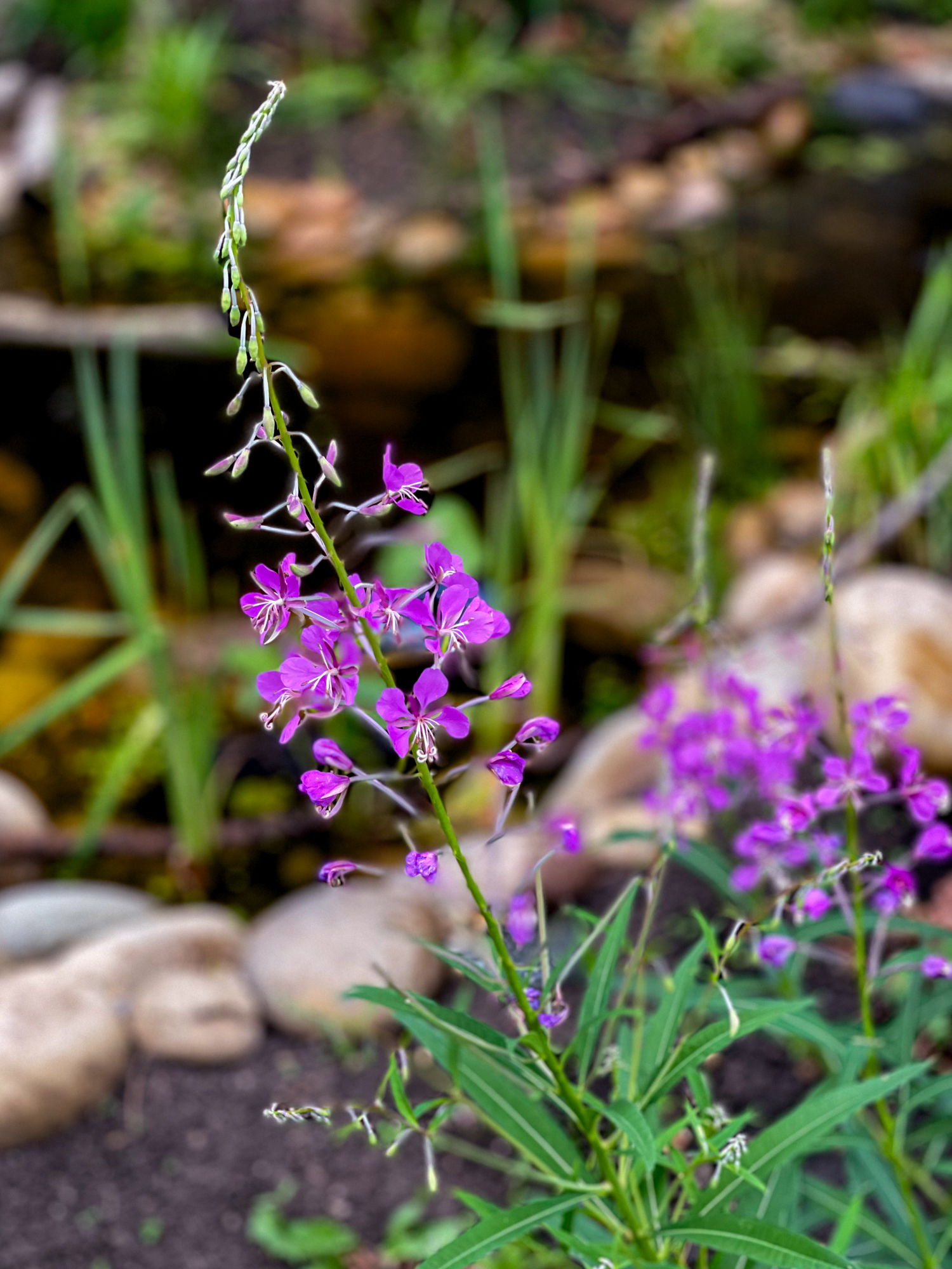 Fireweed (Chamaenerion angustifolium) along pond edge