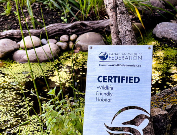 Backyard wildlife pond with a silver plaque resting against a fallen log. The plaque features a goose logo and reads ‘Canadian Wildlife Federation, canadainwildlifefederation.ca, Certified Wildlife Friendly Habitat.’ Surrounding the pond are native plants and natural landscaping.