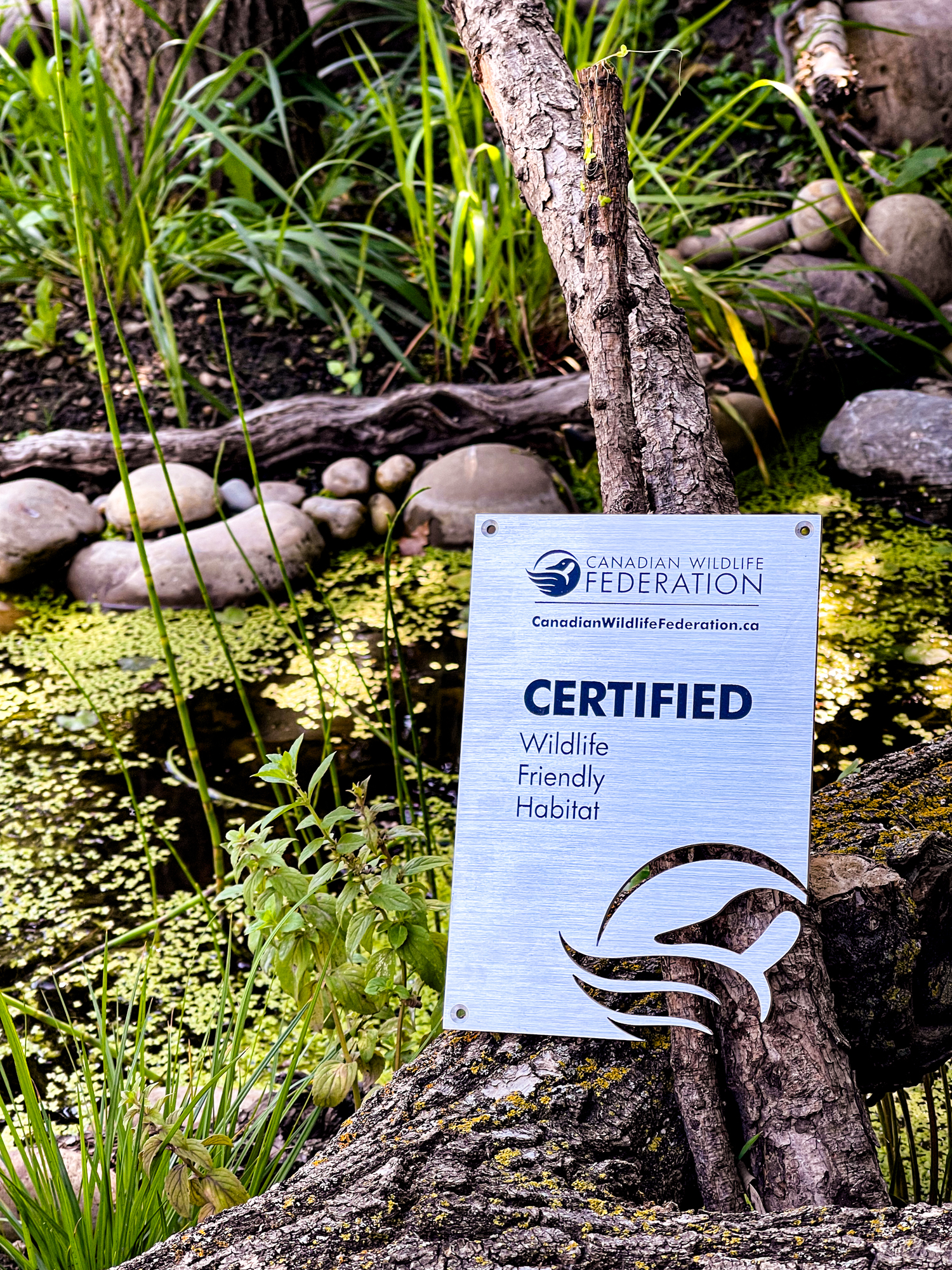 Backyard wildlife pond with a silver plaque resting against a fallen log. The plaque features a goose logo and reads ‘Canadian Wildlife Federation, canadainwildlifefederation.ca, Certified Wildlife Friendly Habitat.’ Surrounding the pond are native plants and natural landscaping.