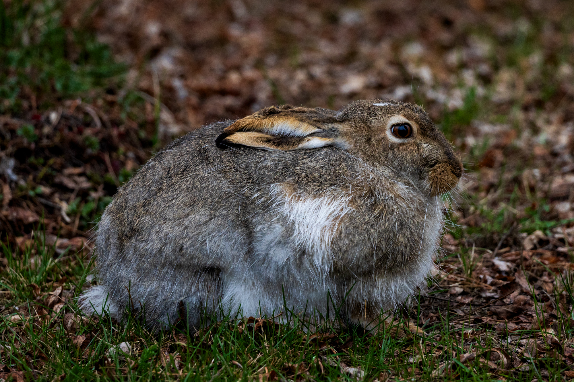 Snowshoe hare on lawn