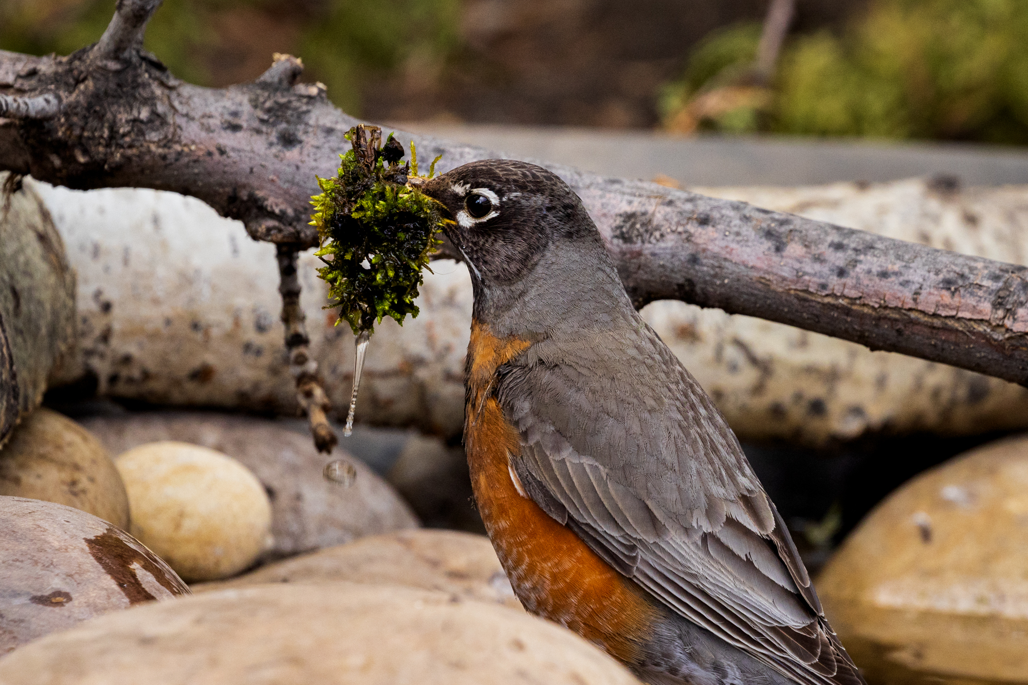 American Robin holding moss in it's beak