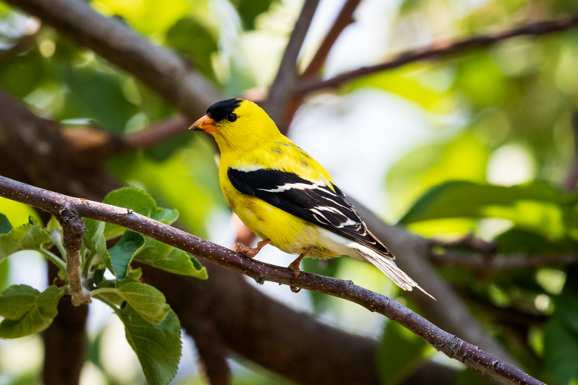Bright yellow American Goldfinch (Spinus tristis) among the branches of an apple tree.