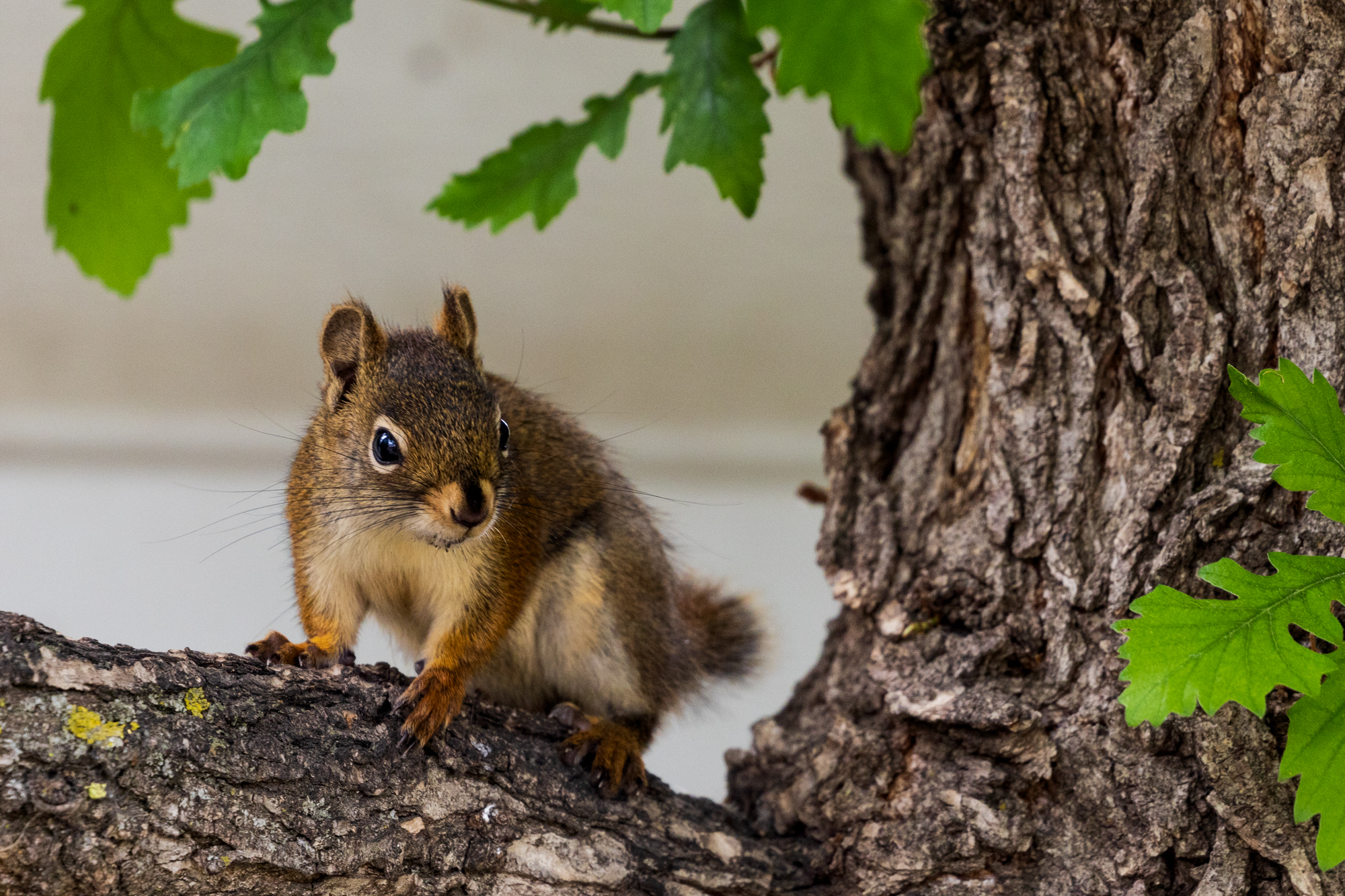 American Red Squirrel on Oak tree branch