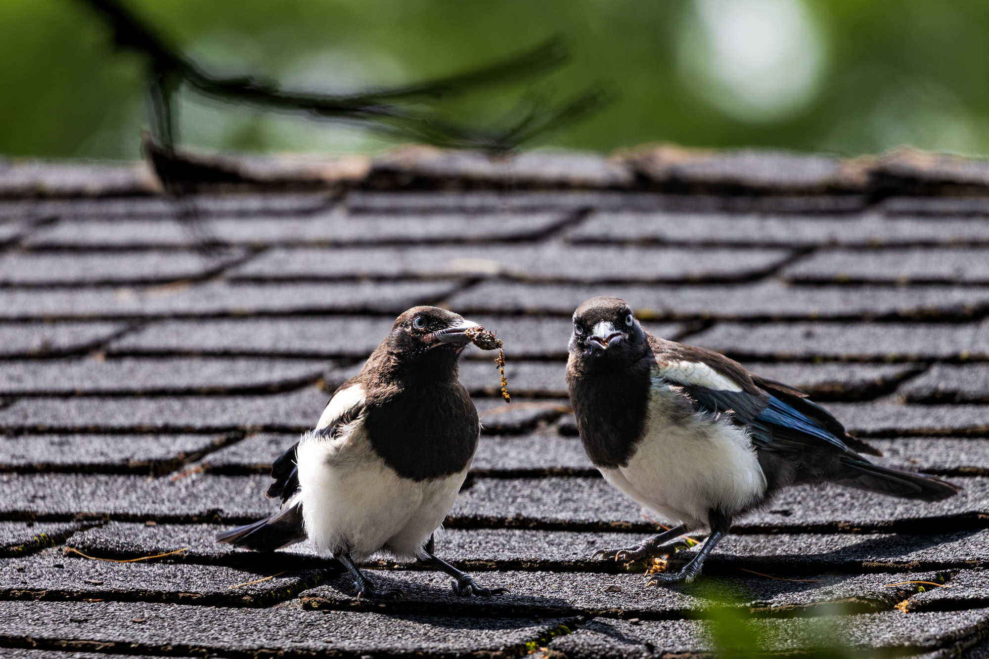 Two Juvenile Black-billed magpies on garage roof