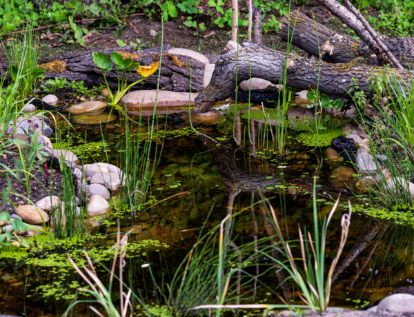 wildlife pond
