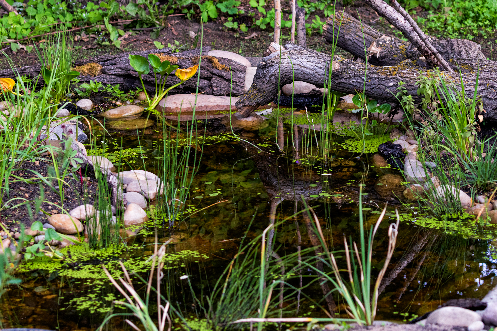 Wildlife pond in a residential backyard in Edmonton, Alberta, designed to attract birds, pollinators, and native species.
