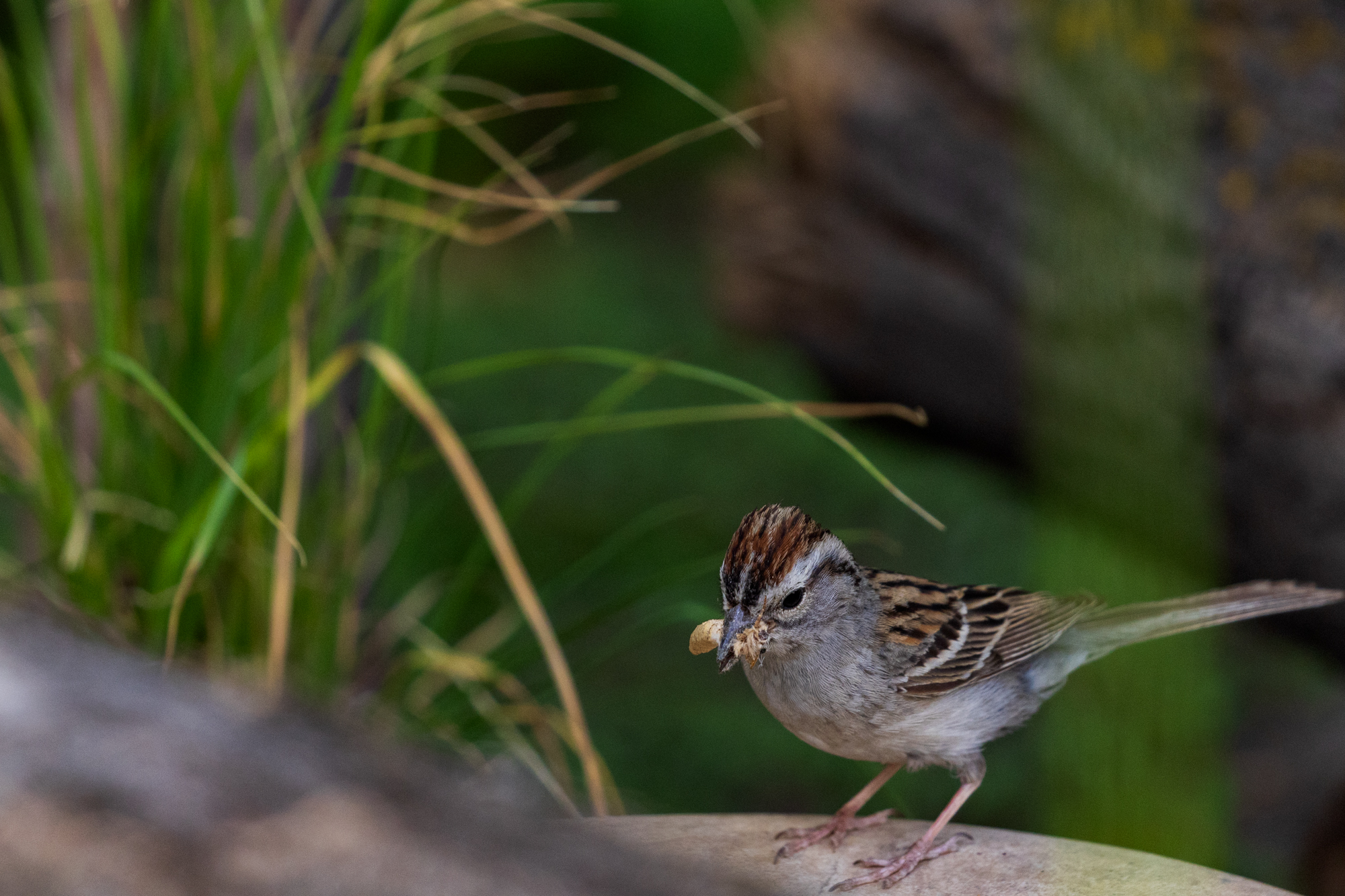 Chipping Sparrow on rock with moth in beak