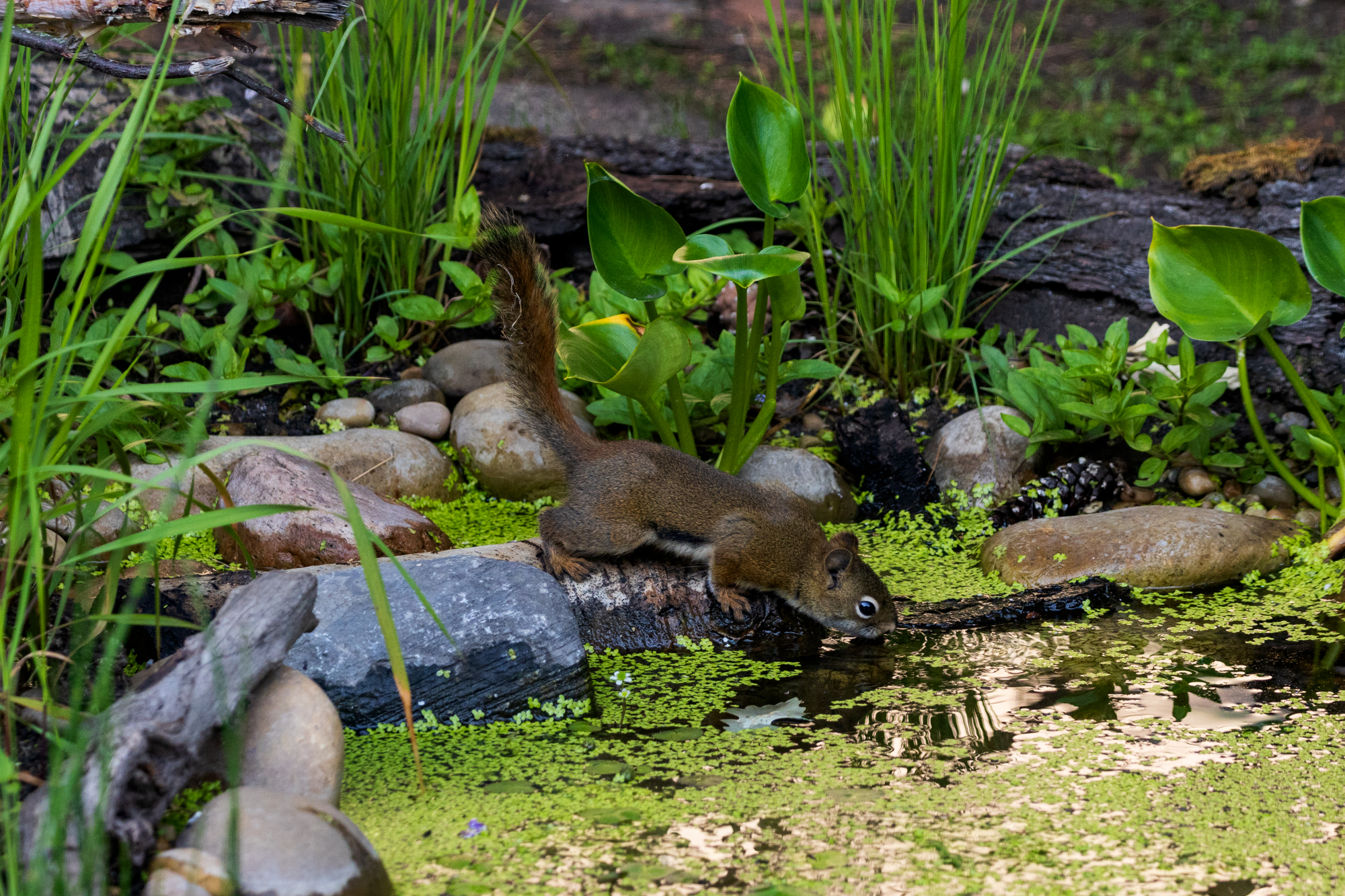 American Red Squirrel drinking at pond