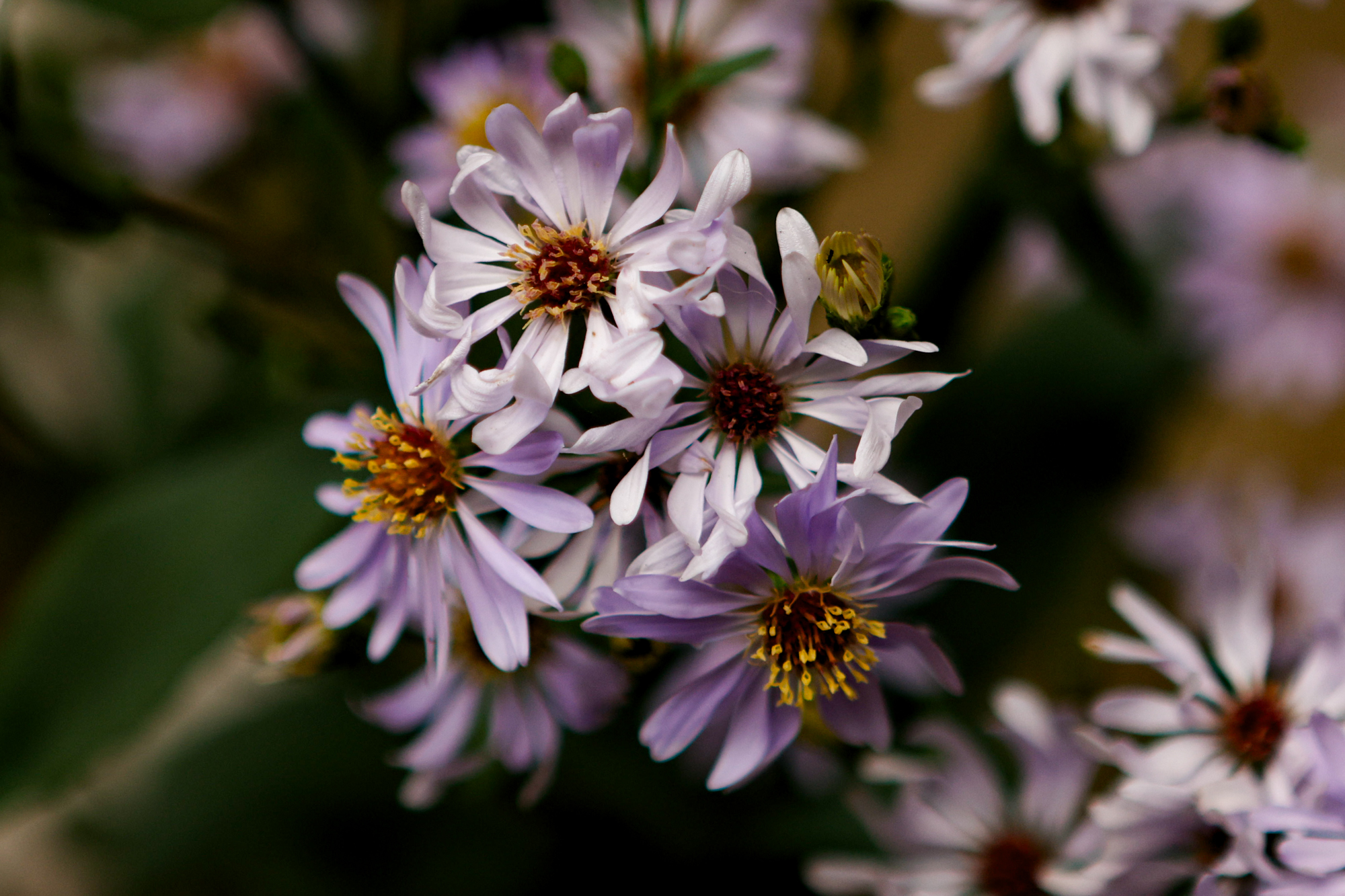 Smooth Aster