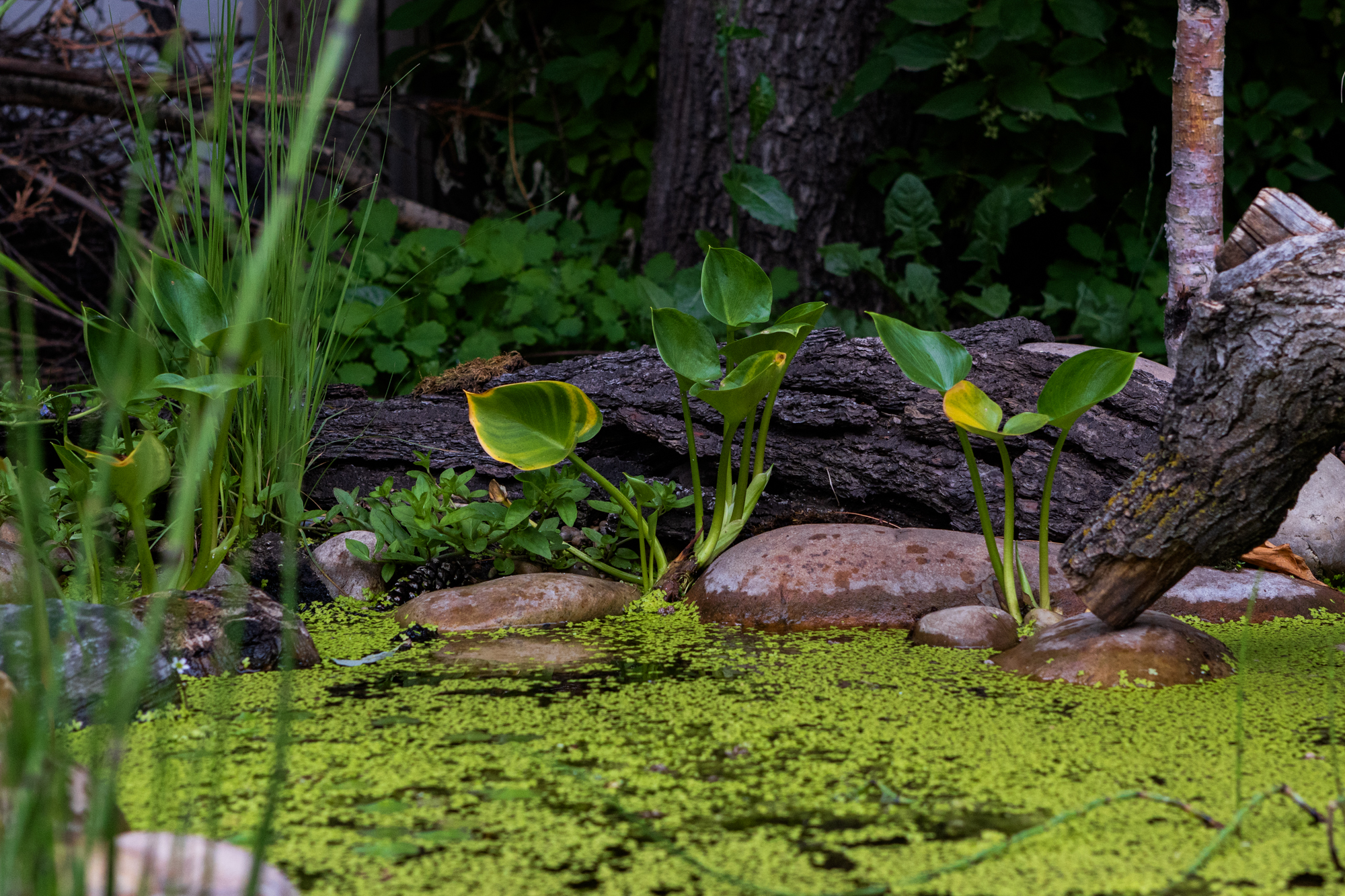 Wildlife pond in a residential backyard in Edmonton, Alberta, designed to attract birds, pollinators, and native species.